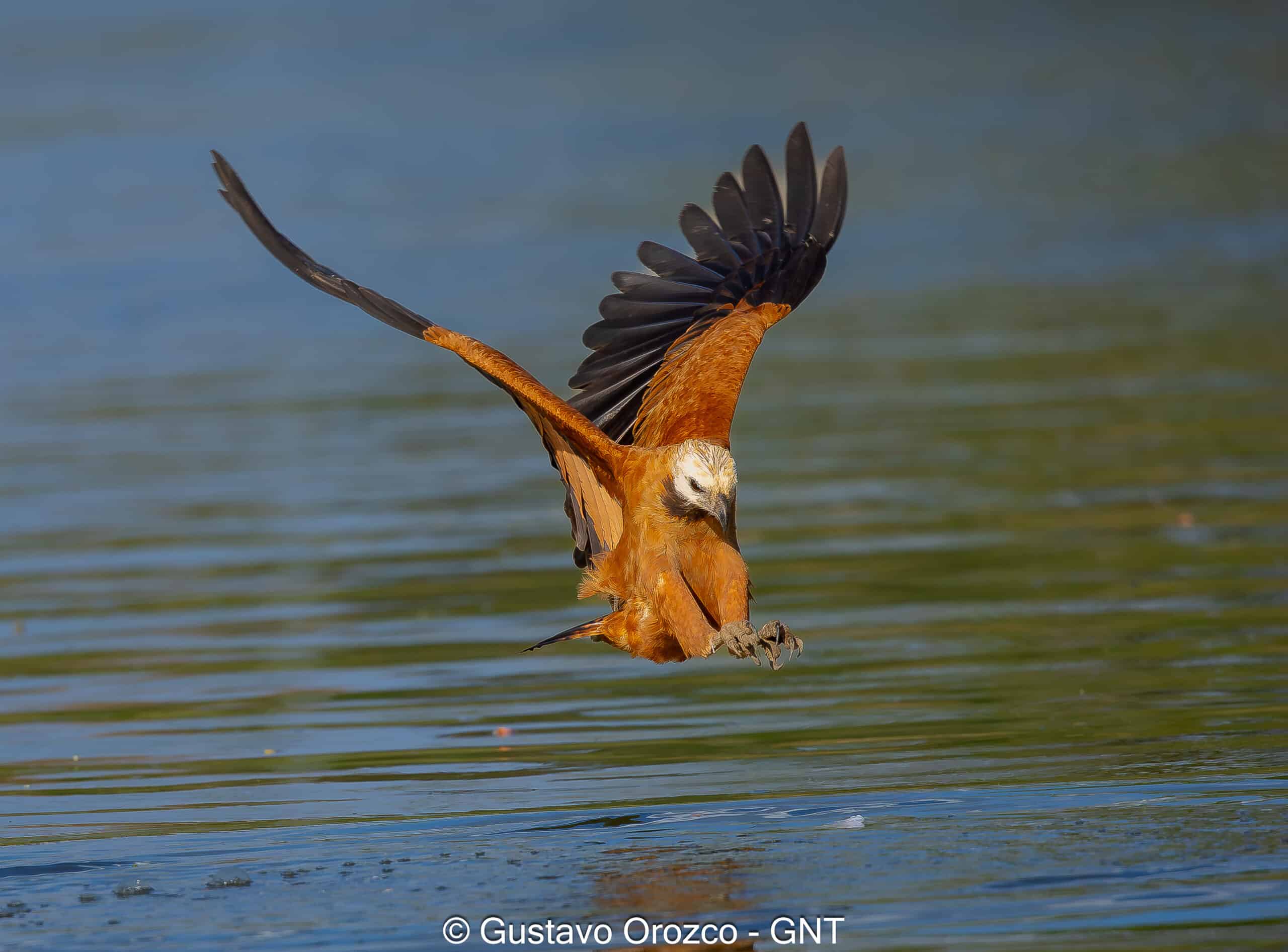 Nature Photography Tour Wildlife Photography Expedition Professional Photography Adventure Landscape Photography Journey Eco Photography Tour Adventure Photography Trip Costa Rica Photography Experience Natural Light Photography Tour Sunset Photography Adventure Wildlife & Nature Photography Colombia Amazing Photography Bird Watching Tour Birding Expedition Costa Rica Bird Safari Tropical Birding Adventure Guided Birdwatching Experience Ornithology Tour Exotic Bird Observation Wildlife Birding Journey Rare Bird Watching Adventure Nature & Bird Watching Tour Colombia birding Tours Costa Rica birding Tours Family Vacation Costa Rica Family Adventure Tour Family-Friendly Eco Travel Kid-Friendly Nature Tours Family Safari Tour Multi-Generational Family Trip Family Exploration Tour Adventure for Families Family Getaway Costa Rica Educational Family Tours Natural History Tour Wildlife & Nature Expedition Educational Natural History Journey Biodiversity Discovery Tour Eco History Tour Costa Rica Natural History Experience Geological & Wildlife Tour Cultural and Natural History Tour Nature and History Expedition Science & Nature Exploration