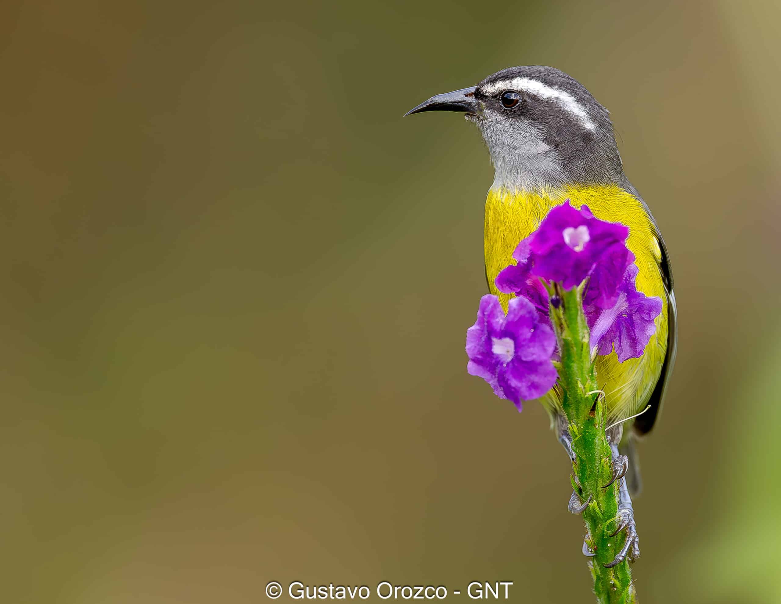 Nature Photography Tour Wildlife Photography Expedition Professional Photography Adventure Landscape Photography Journey Eco Photography Tour Adventure Photography Trip Costa Rica Photography Experience Natural Light Photography Tour Sunset Photography Adventure Wildlife & Nature Photography Colombia Amazing Photography Bird Watching Tour Birding Expedition Costa Rica Bird Safari Tropical Birding Adventure Guided Birdwatching Experience Ornithology Tour Exotic Bird Observation Wildlife Birding Journey Rare Bird Watching Adventure Nature & Bird Watching Tour Colombia birding Tours Costa Rica birding Tours Family Vacation Costa Rica Family Adventure Tour Family-Friendly Eco Travel Kid-Friendly Nature Tours Family Safari Tour Multi-Generational Family Trip Family Exploration Tour Adventure for Families Family Getaway Costa Rica Educational Family Tours Natural History Tour Wildlife & Nature Expedition Educational Natural History Journey Biodiversity Discovery Tour Eco History Tour Costa Rica Natural History Experience Geological & Wildlife Tour Cultural and Natural History Tour Nature and History Expedition Science & Nature Exploration