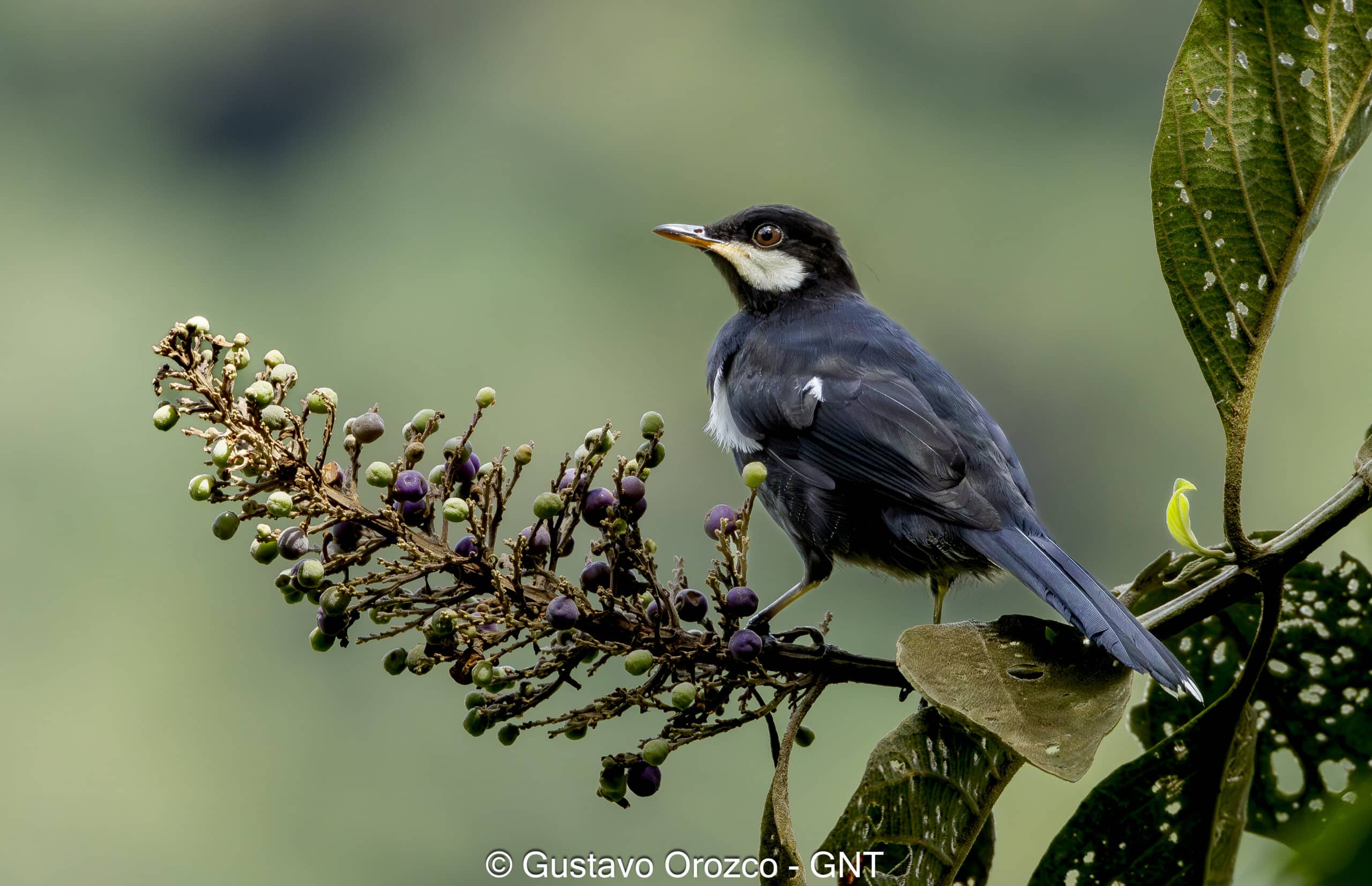 Nature Photography Tour Wildlife Photography Expedition Professional Photography Adventure Landscape Photography Journey Eco Photography Tour Adventure Photography Trip Costa Rica Photography Experience Natural Light Photography Tour Sunset Photography Adventure Wildlife & Nature Photography Colombia Amazing Photography Bird Watching Tour Birding Expedition Costa Rica Bird Safari Tropical Birding Adventure Guided Birdwatching Experience Ornithology Tour Exotic Bird Observation Wildlife Birding Journey Rare Bird Watching Adventure Nature & Bird Watching Tour Colombia birding Tours Costa Rica birding Tours Family Vacation Costa Rica Family Adventure Tour Family-Friendly Eco Travel Kid-Friendly Nature Tours Family Safari Tour Multi-Generational Family Trip Family Exploration Tour Adventure for Families Family Getaway Costa Rica Educational Family Tours Natural History Tour Wildlife & Nature Expedition Educational Natural History Journey Biodiversity Discovery Tour Eco History Tour Costa Rica Natural History Experience Geological & Wildlife Tour Cultural and Natural History Tour Nature and History Expedition Science & Nature Exploration