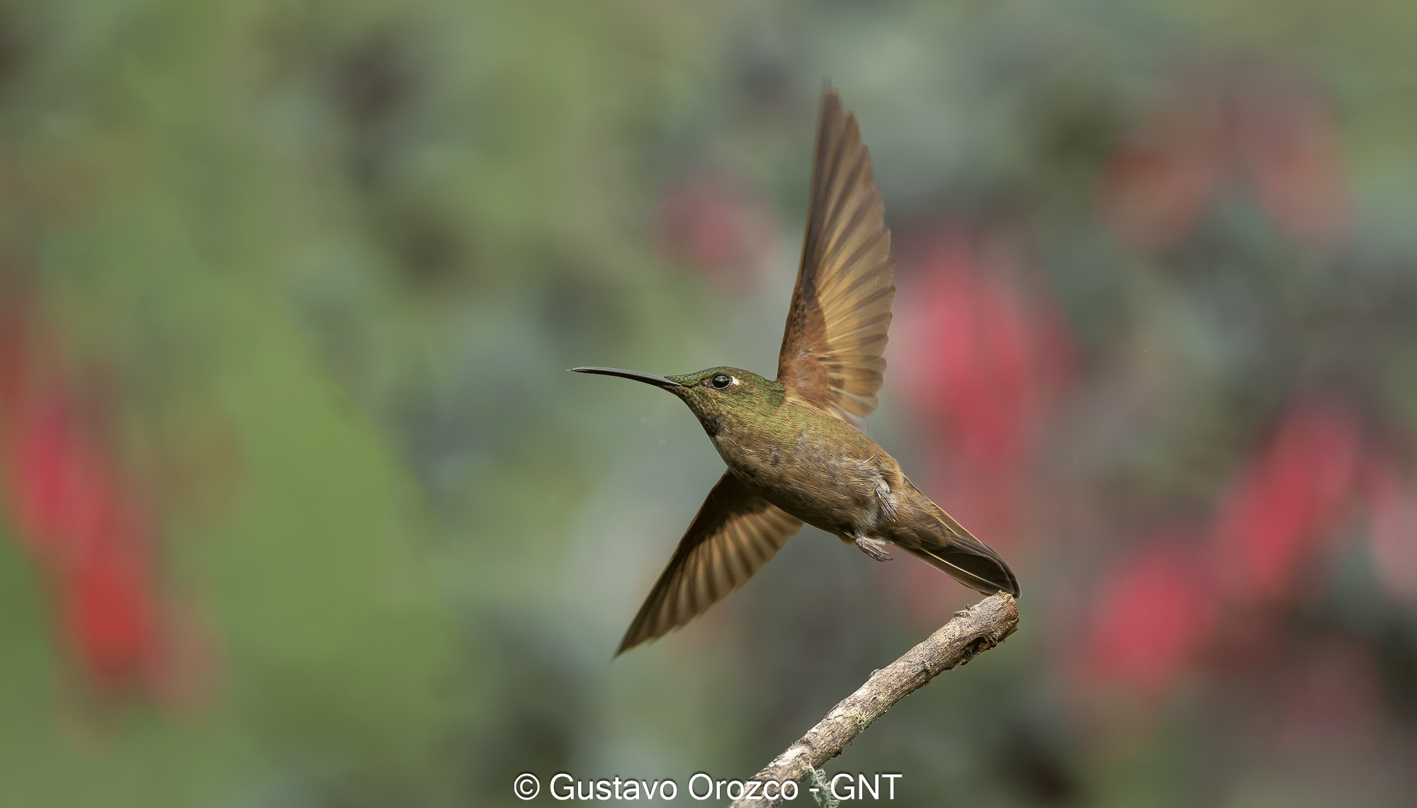 Nature Photography Tour Wildlife Photography Expedition Professional Photography Adventure Landscape Photography Journey Eco Photography Tour Adventure Photography Trip Costa Rica Photography Experience Natural Light Photography Tour Sunset Photography Adventure Wildlife & Nature Photography Colombia Amazing Photography Bird Watching Tour Birding Expedition Costa Rica Bird Safari Tropical Birding Adventure Guided Birdwatching Experience Ornithology Tour Exotic Bird Observation Wildlife Birding Journey Rare Bird Watching Adventure Nature & Bird Watching Tour Colombia birding Tours Costa Rica birding Tours Family Vacation Costa Rica Family Adventure Tour Family-Friendly Eco Travel Kid-Friendly Nature Tours Family Safari Tour Multi-Generational Family Trip Family Exploration Tour Adventure for Families Family Getaway Costa Rica Educational Family Tours Natural History Tour Wildlife & Nature Expedition Educational Natural History Journey Biodiversity Discovery Tour Eco History Tour Costa Rica Natural History Experience Geological & Wildlife Tour Cultural and Natural History Tour Nature and History Expedition Science & Nature Exploration