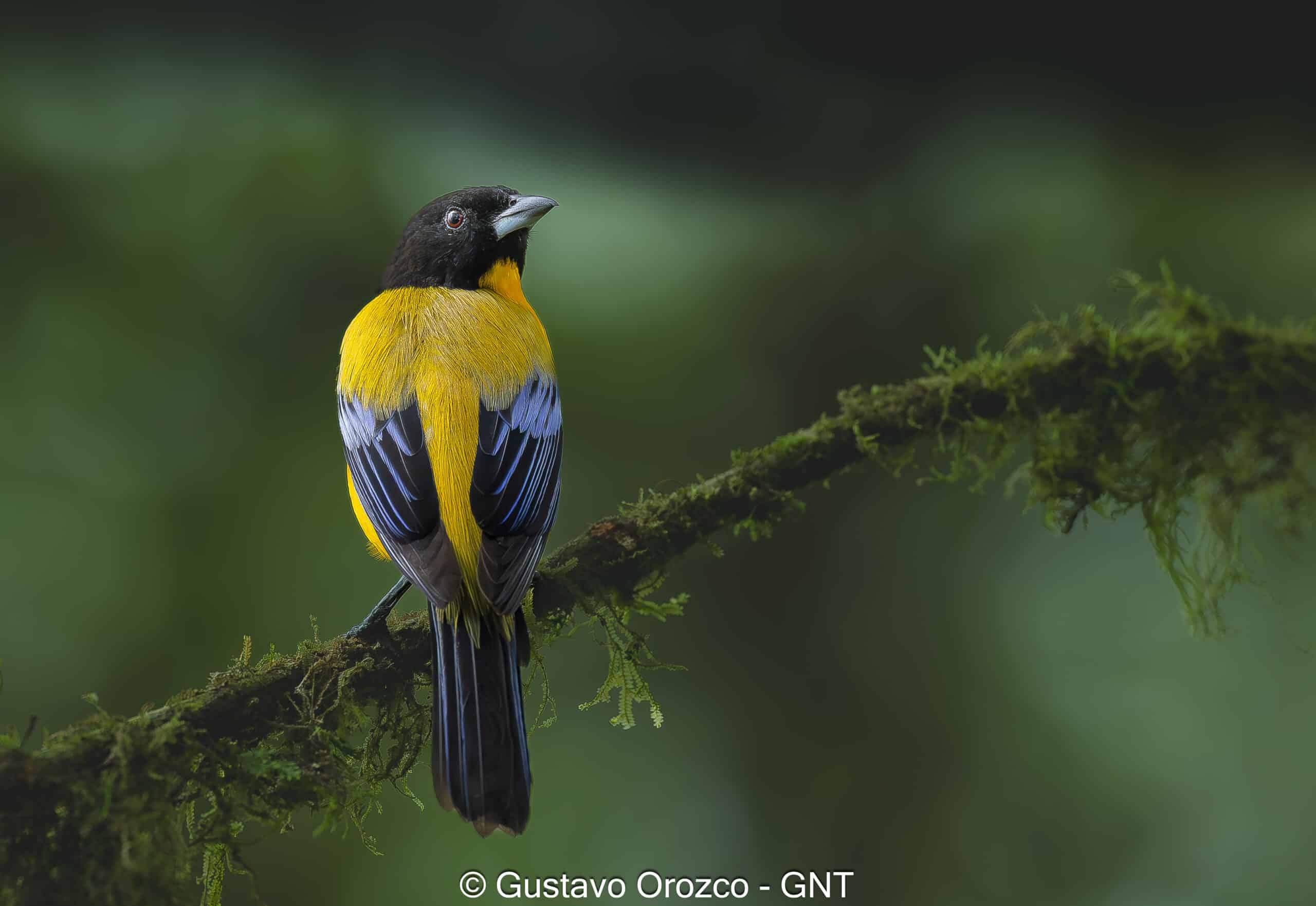 Nature Photography Tour Wildlife Photography Expedition Professional Photography Adventure Landscape Photography Journey Eco Photography Tour Adventure Photography Trip Costa Rica Photography Experience Natural Light Photography Tour Sunset Photography Adventure Wildlife & Nature Photography Colombia Amazing Photography Bird Watching Tour Birding Expedition Costa Rica Bird Safari Tropical Birding Adventure Guided Birdwatching Experience Ornithology Tour Exotic Bird Observation Wildlife Birding Journey Rare Bird Watching Adventure Nature & Bird Watching Tour Colombia birding Tours Costa Rica birding Tours Family Vacation Costa Rica Family Adventure Tour Family-Friendly Eco Travel Kid-Friendly Nature Tours Family Safari Tour Multi-Generational Family Trip Family Exploration Tour Adventure for Families Family Getaway Costa Rica Educational Family Tours Natural History Tour Wildlife & Nature Expedition Educational Natural History Journey Biodiversity Discovery Tour Eco History Tour Costa Rica Natural History Experience Geological & Wildlife Tour Cultural and Natural History Tour Nature and History Expedition Science & Nature Exploration