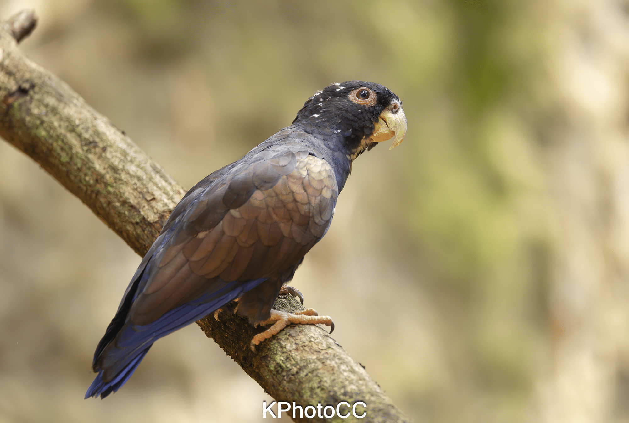 Nature Photography Tour Wildlife Photography Expedition Professional Photography Adventure Landscape Photography Journey Eco Photography Tour Adventure Photography Trip Costa Rica Photography Experience Natural Light Photography Tour Sunset Photography Adventure Wildlife & Nature Photography Colombia Amazing Photography Bird Watching Tour Birding Expedition Costa Rica Bird Safari Tropical Birding Adventure Guided Birdwatching Experience Ornithology Tour Exotic Bird Observation Wildlife Birding Journey Rare Bird Watching Adventure Nature & Bird Watching Tour Colombia birding Tours Costa Rica birding Tours Family Vacation Costa Rica Family Adventure Tour Family-Friendly Eco Travel Kid-Friendly Nature Tours Family Safari Tour Multi-Generational Family Trip Family Exploration Tour Adventure for Families Family Getaway Costa Rica Educational Family Tours Natural History Tour Wildlife & Nature Expedition Educational Natural History Journey Biodiversity Discovery Tour Eco History Tour Costa Rica Natural History Experience Geological & Wildlife Tour Cultural and Natural History Tour Nature and History Expedition Science & Nature Exploration