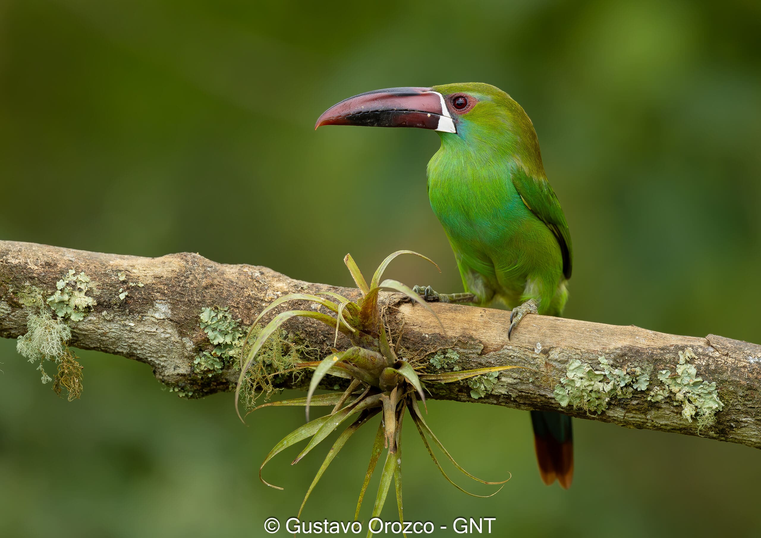 Nature Photography Tour Wildlife Photography Expedition Professional Photography Adventure Landscape Photography Journey Eco Photography Tour Adventure Photography Trip Costa Rica Photography Experience Natural Light Photography Tour Sunset Photography Adventure Wildlife & Nature Photography Colombia Amazing Photography Bird Watching Tour Birding Expedition Costa Rica Bird Safari Tropical Birding Adventure Guided Birdwatching Experience Ornithology Tour Exotic Bird Observation Wildlife Birding Journey Rare Bird Watching Adventure Nature & Bird Watching Tour Colombia birding Tours Costa Rica birding Tours Family Vacation Costa Rica Family Adventure Tour Family-Friendly Eco Travel Kid-Friendly Nature Tours Family Safari Tour Multi-Generational Family Trip Family Exploration Tour Adventure for Families Family Getaway Costa Rica Educational Family Tours Natural History Tour Wildlife & Nature Expedition Educational Natural History Journey Biodiversity Discovery Tour Eco History Tour Costa Rica Natural History Experience Geological & Wildlife Tour Cultural and Natural History Tour Nature and History Expedition Science & Nature Exploration