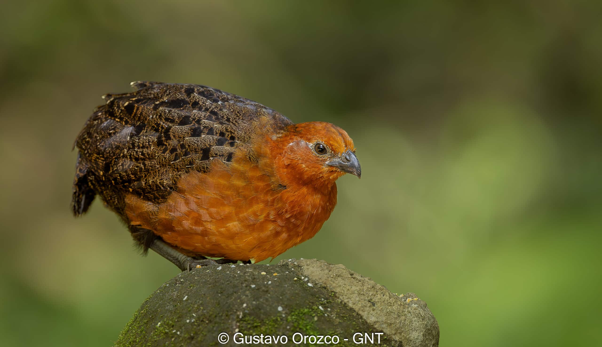 Nature Photography Tour Wildlife Photography Expedition Professional Photography Adventure Landscape Photography Journey Eco Photography Tour Adventure Photography Trip Costa Rica Photography Experience Natural Light Photography Tour Sunset Photography Adventure Wildlife & Nature Photography Colombia Amazing Photography Bird Watching Tour Birding Expedition Costa Rica Bird Safari Tropical Birding Adventure Guided Birdwatching Experience Ornithology Tour Exotic Bird Observation Wildlife Birding Journey Rare Bird Watching Adventure Nature & Bird Watching Tour Colombia birding Tours Costa Rica birding Tours Family Vacation Costa Rica Family Adventure Tour Family-Friendly Eco Travel Kid-Friendly Nature Tours Family Safari Tour Multi-Generational Family Trip Family Exploration Tour Adventure for Families Family Getaway Costa Rica Educational Family Tours Natural History Tour Wildlife & Nature Expedition Educational Natural History Journey Biodiversity Discovery Tour Eco History Tour Costa Rica Natural History Experience Geological & Wildlife Tour Cultural and Natural History Tour Nature and History Expedition Science & Nature Exploration