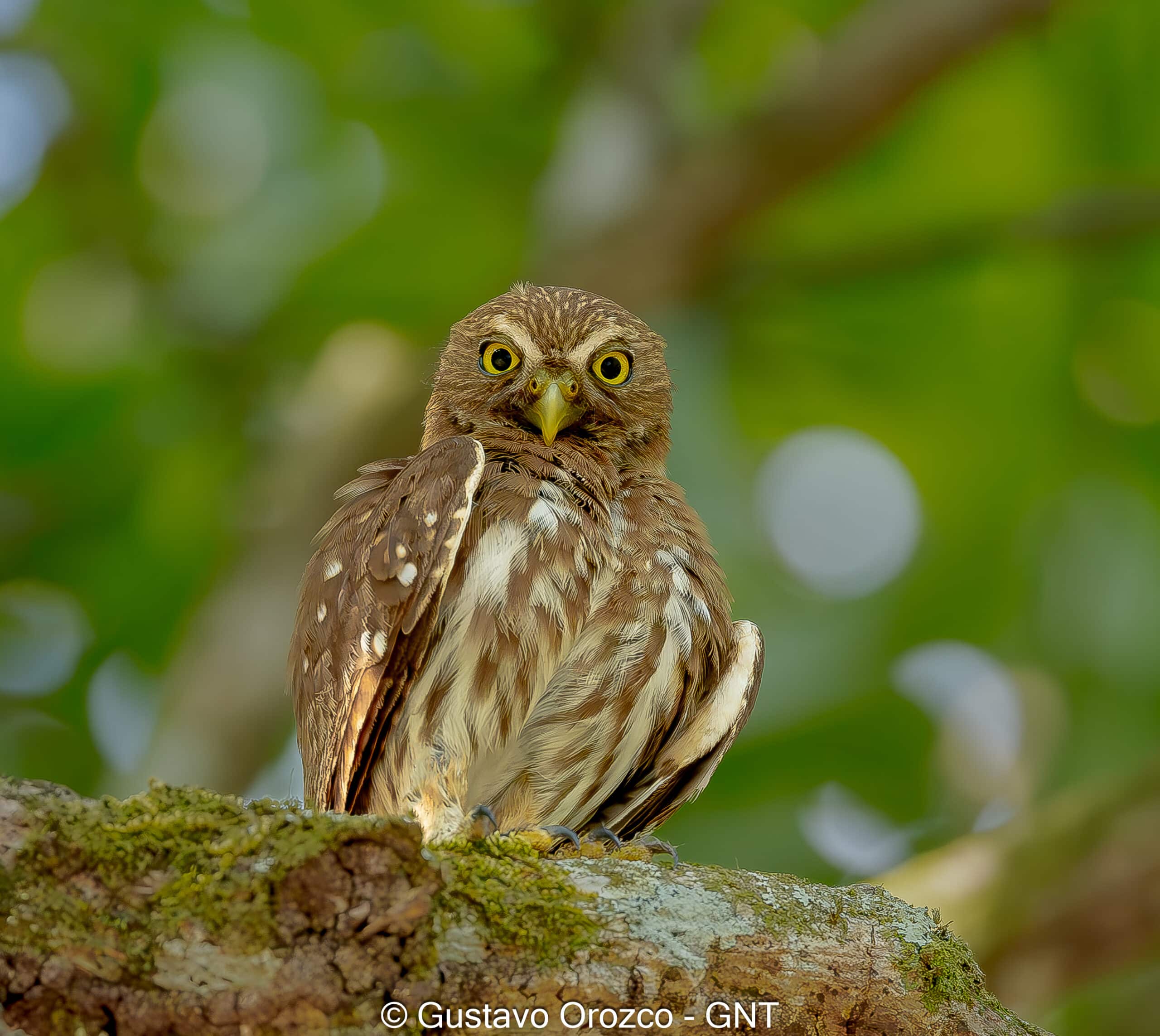 Nature Photography Tour Wildlife Photography Expedition Professional Photography Adventure Landscape Photography Journey Eco Photography Tour Adventure Photography Trip Costa Rica Photography Experience Natural Light Photography Tour Sunset Photography Adventure Wildlife & Nature Photography Colombia Amazing Photography Bird Watching Tour Birding Expedition Costa Rica Bird Safari Tropical Birding Adventure Guided Birdwatching Experience Ornithology Tour Exotic Bird Observation Wildlife Birding Journey Rare Bird Watching Adventure Nature & Bird Watching Tour Colombia birding Tours Costa Rica birding Tours Family Vacation Costa Rica Family Adventure Tour Family-Friendly Eco Travel Kid-Friendly Nature Tours Family Safari Tour Multi-Generational Family Trip Family Exploration Tour Adventure for Families Family Getaway Costa Rica Educational Family Tours Natural History Tour Wildlife & Nature Expedition Educational Natural History Journey Biodiversity Discovery Tour Eco History Tour Costa Rica Natural History Experience Geological & Wildlife Tour Cultural and Natural History Tour Nature and History Expedition Science & Nature Exploration Gustavo Orozco