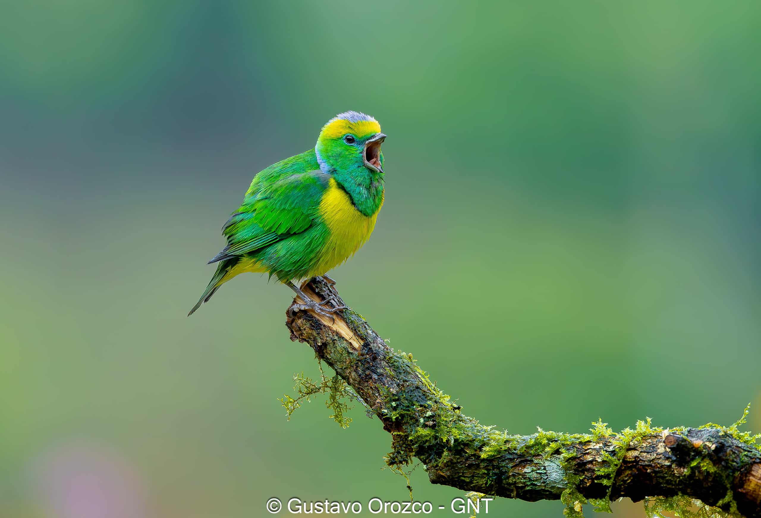 Nature Photography Tour Wildlife Photography Expedition Professional Photography Adventure Landscape Photography Journey Eco Photography Tour Adventure Photography Trip Costa Rica Photography Experience Natural Light Photography Tour Sunset Photography Adventure Wildlife & Nature Photography Colombia Amazing Photography Bird Watching Tour Birding Expedition Costa Rica Bird Safari Tropical Birding Adventure Guided Birdwatching Experience Ornithology Tour Exotic Bird Observation Wildlife Birding Journey Rare Bird Watching Adventure Nature & Bird Watching Tour Colombia birding Tours Costa Rica birding Tours Family Vacation Costa Rica Family Adventure Tour Family-Friendly Eco Travel Kid-Friendly Nature Tours Family Safari Tour Multi-Generational Family Trip Family Exploration Tour Adventure for Families Family Getaway Costa Rica Educational Family Tours Natural History Tour Wildlife & Nature Expedition Educational Natural History Journey Biodiversity Discovery Tour Eco History Tour Costa Rica Natural History Experience Geological & Wildlife Tour Cultural and Natural History Tour Nature and History Expedition Science & Nature Exploration