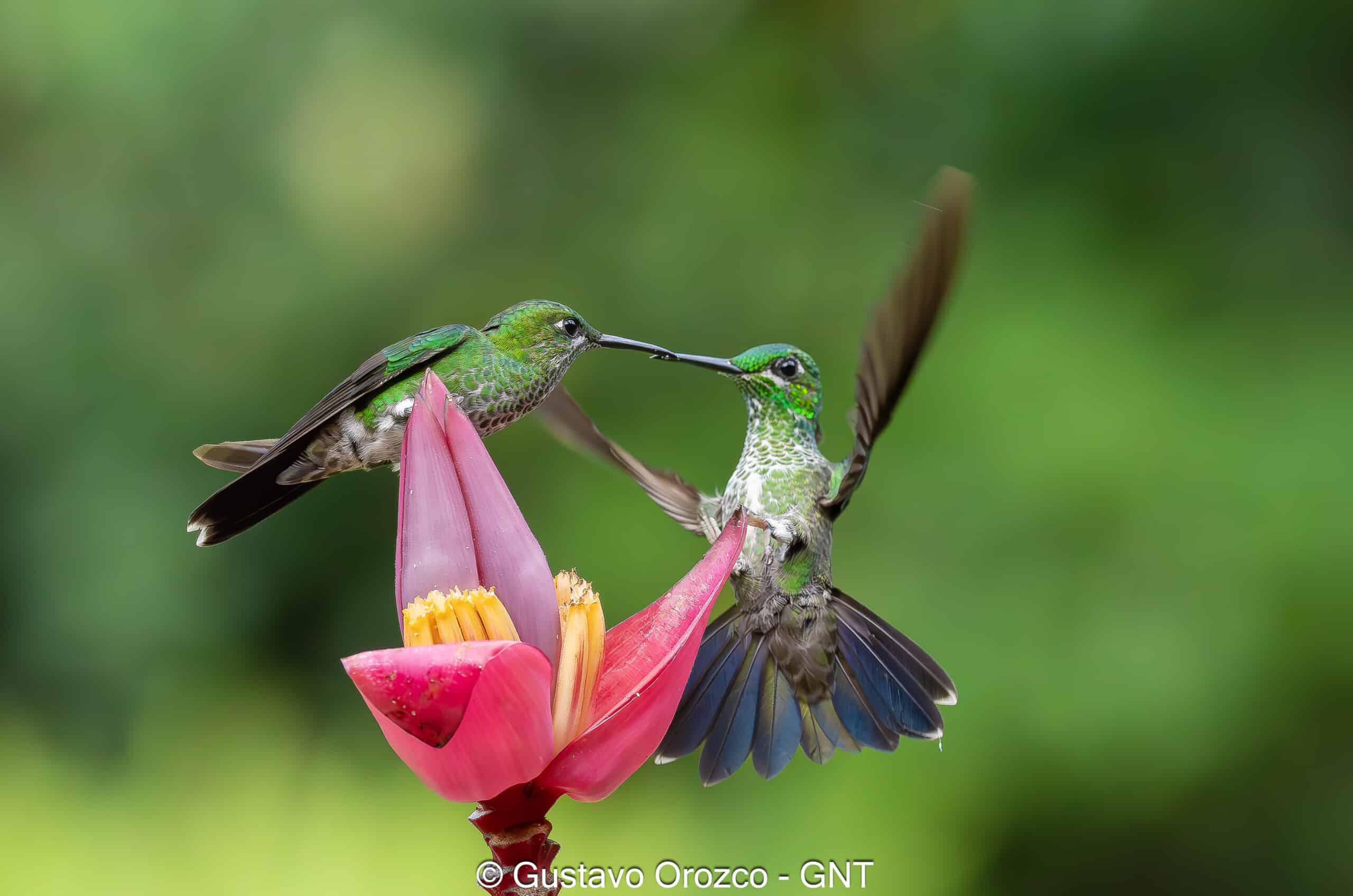Nature Photography Tour Wildlife Photography Expedition Professional Photography Adventure Landscape Photography Journey Eco Photography Tour Adventure Photography Trip Costa Rica Photography Experience Natural Light Photography Tour Sunset Photography Adventure Wildlife & Nature Photography Colombia Amazing Photography Bird Watching Tour Birding Expedition Costa Rica Bird Safari Tropical Birding Adventure Guided Birdwatching Experience Ornithology Tour Exotic Bird Observation Wildlife Birding Journey Rare Bird Watching Adventure Nature & Bird Watching Tour Colombia birding Tours Costa Rica birding Tours Family Vacation Costa Rica Family Adventure Tour Family-Friendly Eco Travel Kid-Friendly Nature Tours Family Safari Tour Multi-Generational Family Trip Family Exploration Tour Adventure for Families Family Getaway Costa Rica Educational Family Tours Natural History Tour Wildlife & Nature Expedition Educational Natural History Journey Biodiversity Discovery Tour Eco History Tour Costa Rica Natural History Experience Geological & Wildlife Tour Cultural and Natural History Tour Nature and History Expedition Science & Nature Exploration