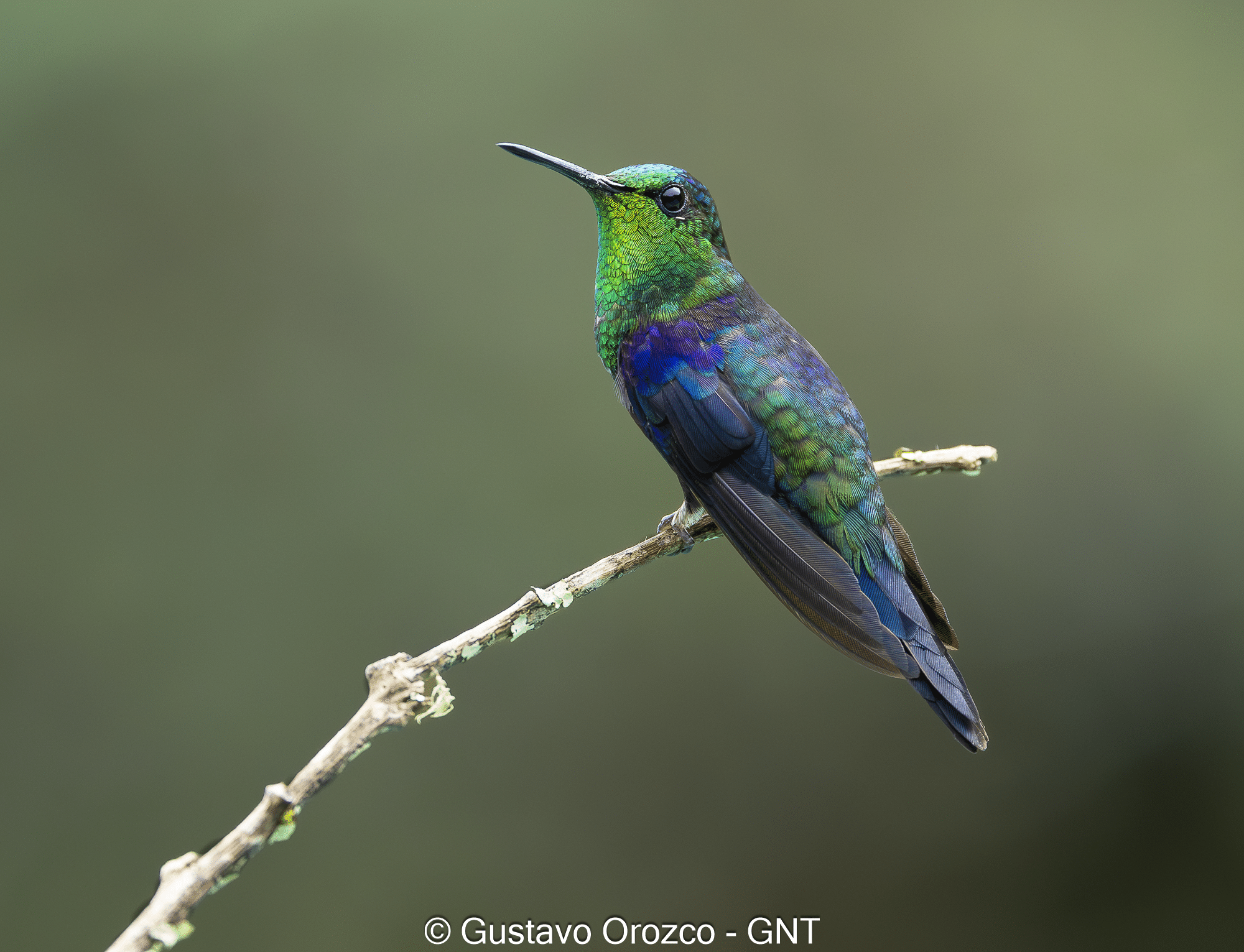 Nature Photography Tour Wildlife Photography Expedition Professional Photography Adventure Landscape Photography Journey Eco Photography Tour Adventure Photography Trip Costa Rica Photography Experience Natural Light Photography Tour Sunset Photography Adventure Wildlife & Nature Photography Colombia Amazing Photography Bird Watching Tour Birding Expedition Costa Rica Bird Safari Tropical Birding Adventure Guided Birdwatching Experience Ornithology Tour Exotic Bird Observation Wildlife Birding Journey Rare Bird Watching Adventure Nature & Bird Watching Tour Colombia birding Tours Costa Rica birding Tours Family Vacation Costa Rica Family Adventure Tour Family-Friendly Eco Travel Kid-Friendly Nature Tours Family Safari Tour Multi-Generational Family Trip Family Exploration Tour Adventure for Families Family Getaway Costa Rica Educational Family Tours Natural History Tour Wildlife & Nature Expedition Educational Natural History Journey Biodiversity Discovery Tour Eco History Tour Costa Rica Natural History Experience Geological & Wildlife Tour Cultural and Natural History Tour Nature and History Expedition Science & Nature Exploration
