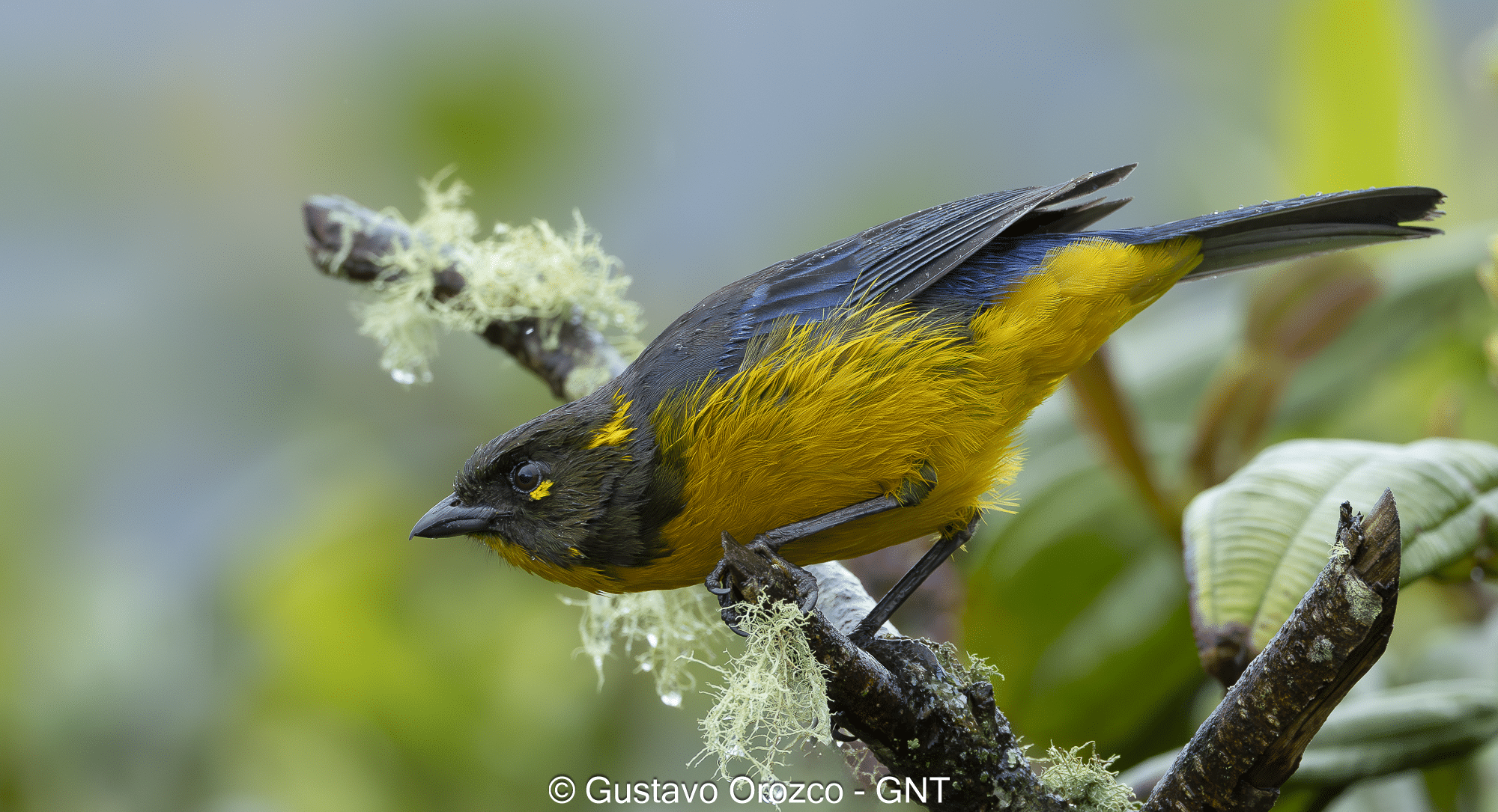 Nature Photography Tour Wildlife Photography Expedition Professional Photography Adventure Landscape Photography Journey Eco Photography Tour Adventure Photography Trip Costa Rica Photography Experience Natural Light Photography Tour Sunset Photography Adventure Wildlife & Nature Photography Colombia Amazing Photography Bird Watching Tour Birding Expedition Costa Rica Bird Safari Tropical Birding Adventure Guided Birdwatching Experience Ornithology Tour Exotic Bird Observation Wildlife Birding Journey Rare Bird Watching Adventure Nature & Bird Watching Tour Colombia birding Tours Costa Rica birding Tours Family Vacation Costa Rica Family Adventure Tour Family-Friendly Eco Travel Kid-Friendly Nature Tours Family Safari Tour Multi-Generational Family Trip Family Exploration Tour Adventure for Families Family Getaway Costa Rica Educational Family Tours Natural History Tour Wildlife & Nature Expedition Educational Natural History Journey Biodiversity Discovery Tour Eco History Tour Costa Rica Natural History Experience Geological & Wildlife Tour Cultural and Natural History Tour Nature and History Expedition Science & Nature Exploration
