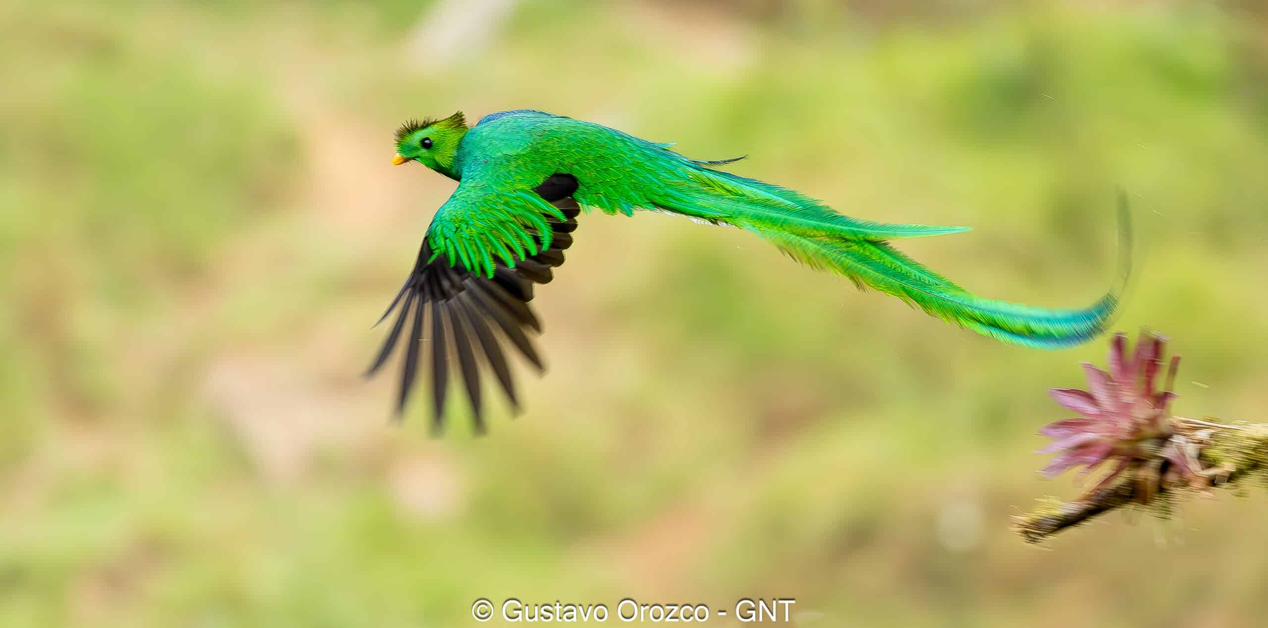 Nature Photography Tour Wildlife Photography Expedition Professional Photography Adventure Landscape Photography Journey Eco Photography Tour Adventure Photography Trip Costa Rica Photography Experience Natural Light Photography Tour Sunset Photography Adventure Wildlife & Nature Photography Colombia Amazing Photography Bird Watching Tour Birding Expedition Costa Rica Bird Safari Tropical Birding Adventure Guided Birdwatching Experience Ornithology Tour Exotic Bird Observation Wildlife Birding Journey Rare Bird Watching Adventure Nature & Bird Watching Tour Colombia birding Tours Costa Rica birding Tours Family Vacation Costa Rica Family Adventure Tour Family-Friendly Eco Travel Kid-Friendly Nature Tours Family Safari Tour Multi-Generational Family Trip Family Exploration Tour Adventure for Families Family Getaway Costa Rica Educational Family Tours Natural History Tour Wildlife & Nature Expedition Educational Natural History Journey Biodiversity Discovery Tour Eco History Tour Costa Rica Natural History Experience Geological & Wildlife Tour Cultural and Natural History Tour Nature and History Expedition Science & Nature Exploration