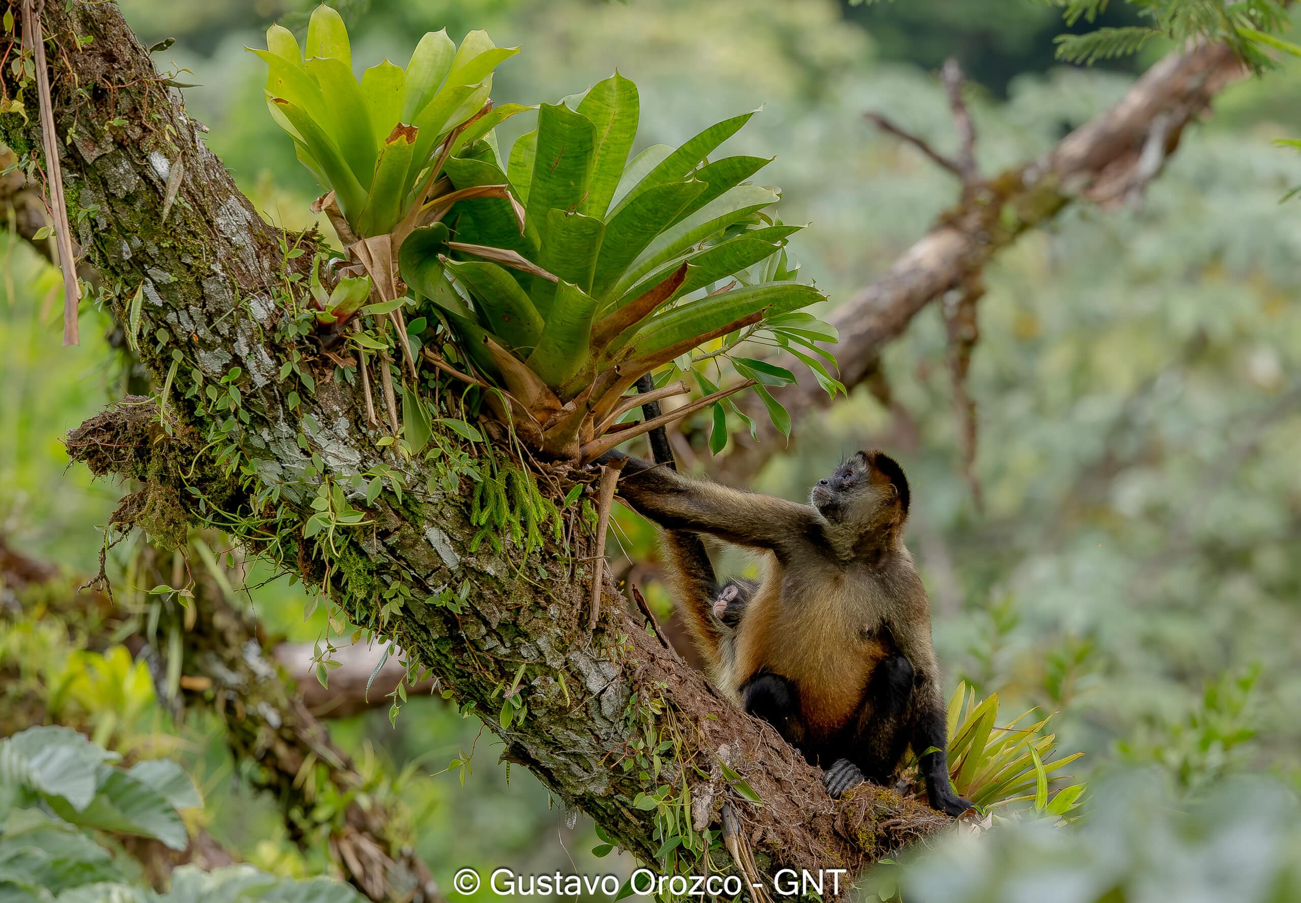 Nature Photography Tour Wildlife Photography Expedition Professional Photography Adventure Landscape Photography Journey Eco Photography Tour Adventure Photography Trip Costa Rica Photography Experience Natural Light Photography Tour Sunset Photography Adventure Wildlife & Nature Photography Colombia Amazing Photography Bird Watching Tour Birding Expedition Costa Rica Bird Safari Tropical Birding Adventure Guided Birdwatching Experience Ornithology Tour Exotic Bird Observation Wildlife Birding Journey Rare Bird Watching Adventure Nature & Bird Watching Tour Colombia birding Tours Costa Rica birding Tours Family Vacation Costa Rica Family Adventure Tour Family-Friendly Eco Travel Kid-Friendly Nature Tours Family Safari Tour Multi-Generational Family Trip Family Exploration Tour Adventure for Families Family Getaway Costa Rica Educational Family Tours Natural History Tour Wildlife & Nature Expedition Educational Natural History Journey Biodiversity Discovery Tour Eco History Tour Costa Rica Natural History Experience Geological & Wildlife Tour Cultural and Natural History Tour Nature and History Expedition Science & Nature Exploration