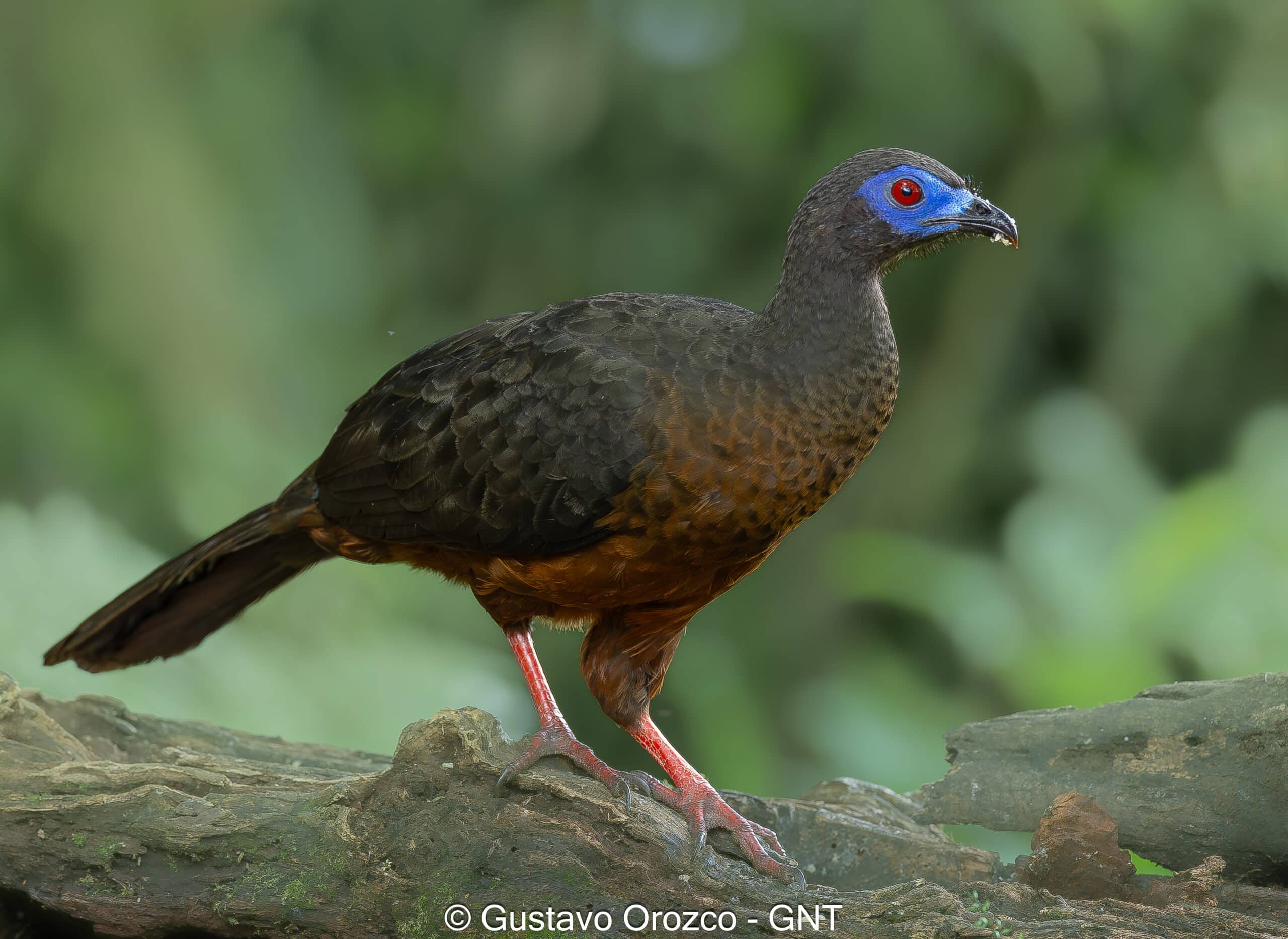 Nature Photography Tour Wildlife Photography Expedition Professional Photography Adventure Landscape Photography Journey Eco Photography Tour Adventure Photography Trip Costa Rica Photography Experience Natural Light Photography Tour Sunset Photography Adventure Wildlife & Nature Photography Colombia Amazing Photography Bird Watching Tour Birding Expedition Costa Rica Bird Safari Tropical Birding Adventure Guided Birdwatching Experience Ornithology Tour Exotic Bird Observation Wildlife Birding Journey Rare Bird Watching Adventure Nature & Bird Watching Tour Colombia birding Tours Costa Rica birding Tours Family Vacation Costa Rica Family Adventure Tour Family-Friendly Eco Travel Kid-Friendly Nature Tours Family Safari Tour Multi-Generational Family Trip Family Exploration Tour Adventure for Families Family Getaway Costa Rica Educational Family Tours Natural History Tour Wildlife & Nature Expedition Educational Natural History Journey Biodiversity Discovery Tour Eco History Tour Costa Rica Natural History Experience Geological & Wildlife Tour Cultural and Natural History Tour Nature and History Expedition Science & Nature Exploration