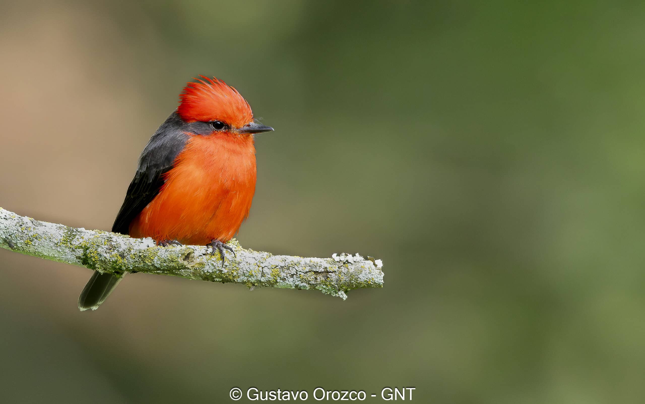 Nature Photography Tour Wildlife Photography Expedition Professional Photography Adventure Landscape Photography Journey Eco Photography Tour Adventure Photography Trip Costa Rica Photography Experience Natural Light Photography Tour Sunset Photography Adventure Wildlife & Nature Photography Colombia Amazing Photography Bird Watching Tour Birding Expedition Costa Rica Bird Safari Tropical Birding Adventure Guided Birdwatching Experience Ornithology Tour Exotic Bird Observation Wildlife Birding Journey Rare Bird Watching Adventure Nature & Bird Watching Tour Colombia birding Tours Costa Rica birding Tours Family Vacation Costa Rica Family Adventure Tour Family-Friendly Eco Travel Kid-Friendly Nature Tours Family Safari Tour Multi-Generational Family Trip Family Exploration Tour Adventure for Families Family Getaway Costa Rica Educational Family Tours Natural History Tour Wildlife & Nature Expedition Educational Natural History Journey Biodiversity Discovery Tour Eco History Tour Costa Rica Natural History Experience Geological & Wildlife Tour Cultural and Natural History Tour Nature and History Expedition Science & Nature Exploration