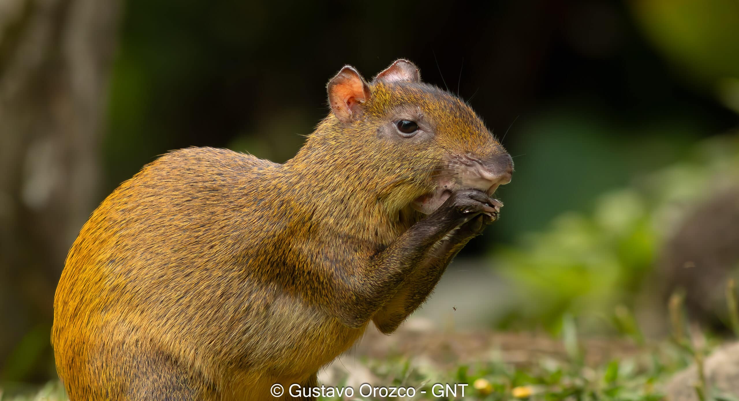 Nature Photography Tour Wildlife Photography Expedition Professional Photography Adventure Landscape Photography Journey Eco Photography Tour Adventure Photography Trip Costa Rica Photography Experience Natural Light Photography Tour Sunset Photography Adventure Wildlife & Nature Photography Colombia Amazing Photography Bird Watching Tour Birding Expedition Costa Rica Bird Safari Tropical Birding Adventure Guided Birdwatching Experience Ornithology Tour Exotic Bird Observation Wildlife Birding Journey Rare Bird Watching Adventure Nature & Bird Watching Tour Colombia birding Tours Costa Rica birding Tours Family Vacation Costa Rica Family Adventure Tour Family-Friendly Eco Travel Kid-Friendly Nature Tours Family Safari Tour Multi-Generational Family Trip Family Exploration Tour Adventure for Families Family Getaway Costa Rica Educational Family Tours Natural History Tour Wildlife & Nature Expedition Educational Natural History Journey Biodiversity Discovery Tour Eco History Tour Costa Rica Natural History Experience Geological & Wildlife Tour Cultural and Natural History Tour Nature and History Expedition Science & Nature Exploration Gustavo Orozco