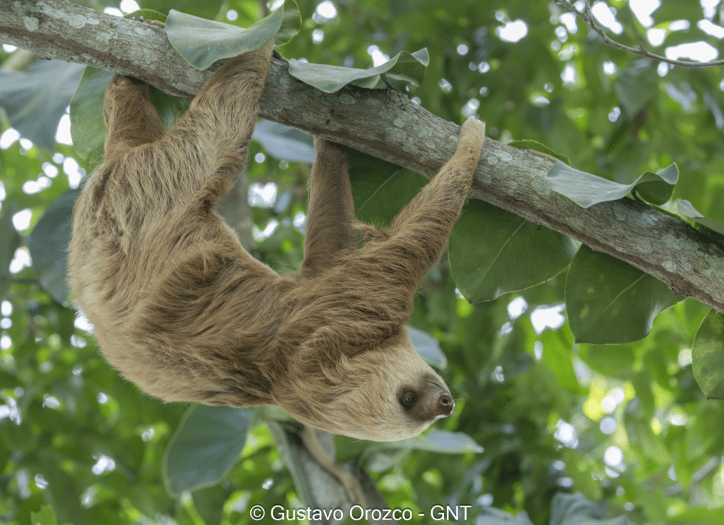 Nature Photography Tour Wildlife Photography Expedition Professional Photography Adventure Landscape Photography Journey Eco Photography Tour Adventure Photography Trip Costa Rica Photography Experience Natural Light Photography Tour Sunset Photography Adventure Wildlife & Nature Photography Colombia Amazing Photography Bird Watching Tour Birding Expedition Costa Rica Bird Safari Tropical Birding Adventure Guided Birdwatching Experience Ornithology Tour Exotic Bird Observation Wildlife Birding Journey Rare Bird Watching Adventure Nature & Bird Watching Tour Colombia birding Tours Costa Rica birding Tours Family Vacation Costa Rica Family Adventure Tour Family-Friendly Eco Travel Kid-Friendly Nature Tours Family Safari Tour Multi-Generational Family Trip Family Exploration Tour Adventure for Families Family Getaway Costa Rica Educational Family Tours Natural History Tour Wildlife & Nature Expedition Educational Natural History Journey Biodiversity Discovery Tour Eco History Tour Costa Rica Natural History Experience Geological & Wildlife Tour Cultural and Natural History Tour Nature and History Expedition Science & Nature Exploration