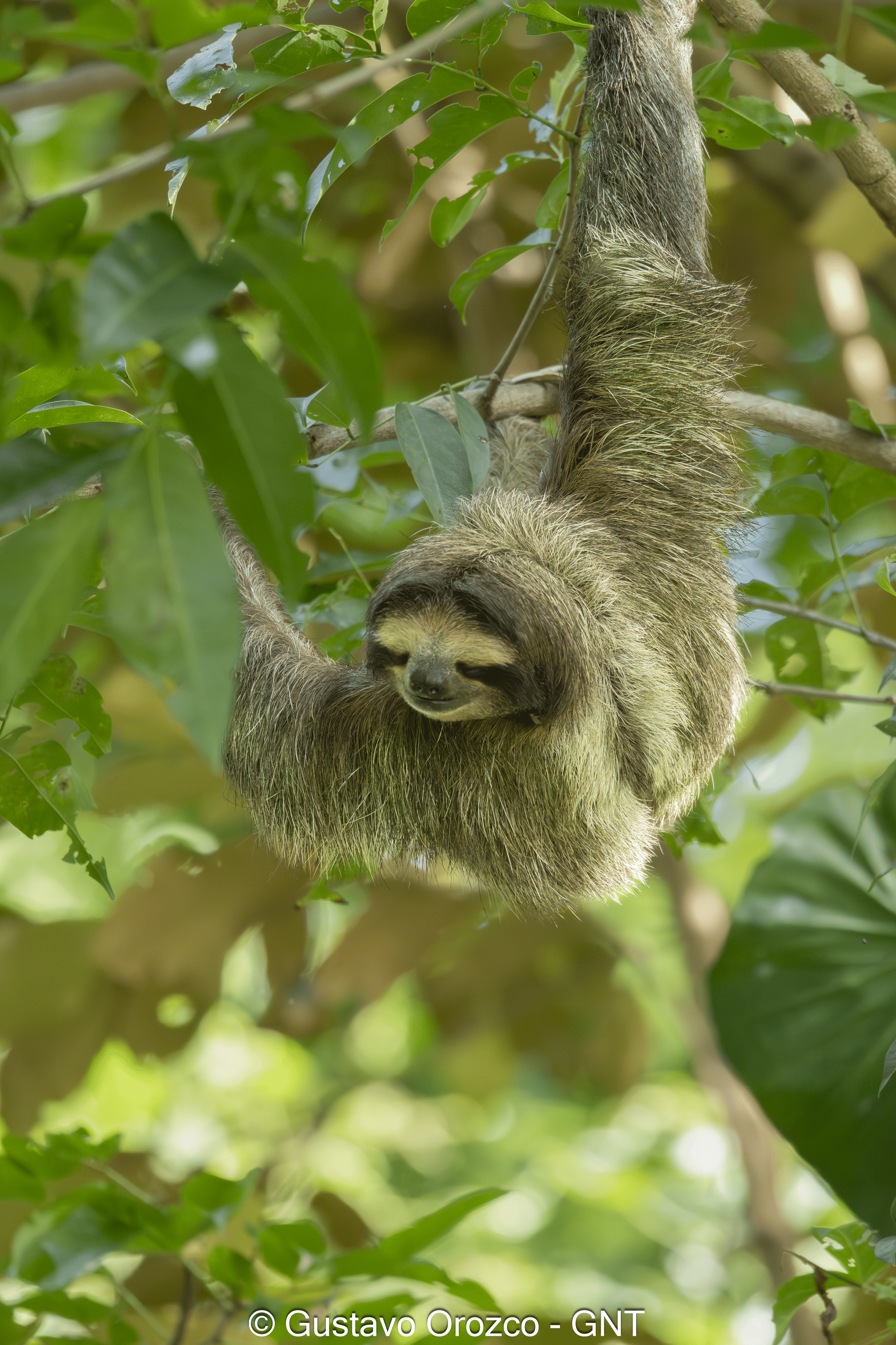Nature Photography Tour Wildlife Photography Expedition Professional Photography Adventure Landscape Photography Journey Eco Photography Tour Adventure Photography Trip Costa Rica Photography Experience Natural Light Photography Tour Sunset Photography Adventure Wildlife & Nature Photography Colombia Amazing Photography Bird Watching Tour Birding Expedition Costa Rica Bird Safari Tropical Birding Adventure Guided Birdwatching Experience Ornithology Tour Exotic Bird Observation Wildlife Birding Journey Rare Bird Watching Adventure Nature & Bird Watching Tour Colombia birding Tours Costa Rica birding Tours Family Vacation Costa Rica Family Adventure Tour Family-Friendly Eco Travel Kid-Friendly Nature Tours Family Safari Tour Multi-Generational Family Trip Family Exploration Tour Adventure for Families Family Getaway Costa Rica Educational Family Tours Natural History Tour Wildlife & Nature Expedition Educational Natural History Journey Biodiversity Discovery Tour Eco History Tour Costa Rica Natural History Experience Geological & Wildlife Tour Cultural and Natural History Tour Nature and History Expedition Science & Nature Exploration Gustavo Orozco