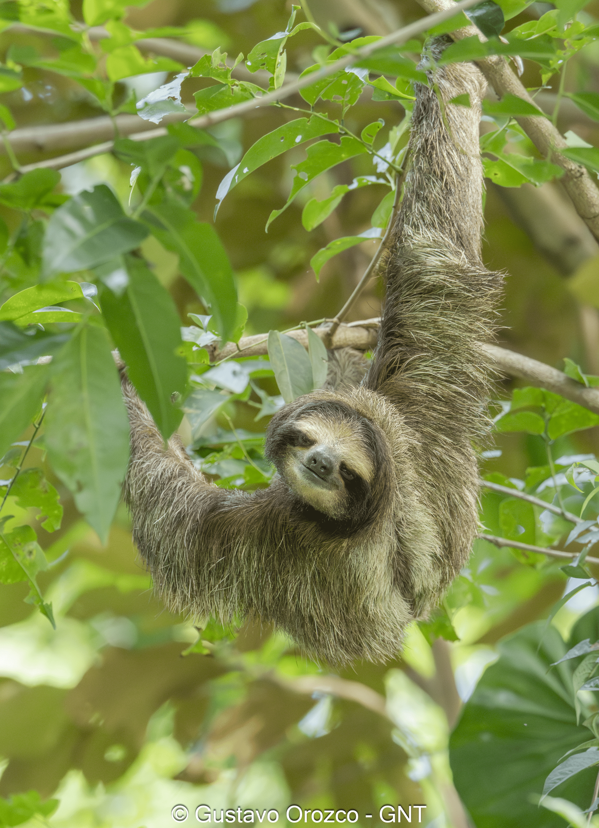Nature Photography Tour Wildlife Photography Expedition Professional Photography Adventure Landscape Photography Journey Eco Photography Tour Adventure Photography Trip Costa Rica Photography Experience Natural Light Photography Tour Sunset Photography Adventure Wildlife & Nature Photography Colombia Amazing Photography Bird Watching Tour Birding Expedition Costa Rica Bird Safari Tropical Birding Adventure Guided Birdwatching Experience Ornithology Tour Exotic Bird Observation Wildlife Birding Journey Rare Bird Watching Adventure Nature & Bird Watching Tour Colombia birding Tours Costa Rica birding Tours Family Vacation Costa Rica Family Adventure Tour Family-Friendly Eco Travel Kid-Friendly Nature Tours Family Safari Tour Multi-Generational Family Trip Family Exploration Tour Adventure for Families Family Getaway Costa Rica Educational Family Tours Natural History Tour Wildlife & Nature Expedition Educational Natural History Journey Biodiversity Discovery Tour Eco History Tour Costa Rica Natural History Experience Geological & Wildlife Tour Cultural and Natural History Tour Nature and History Expedition Science & Nature Exploration