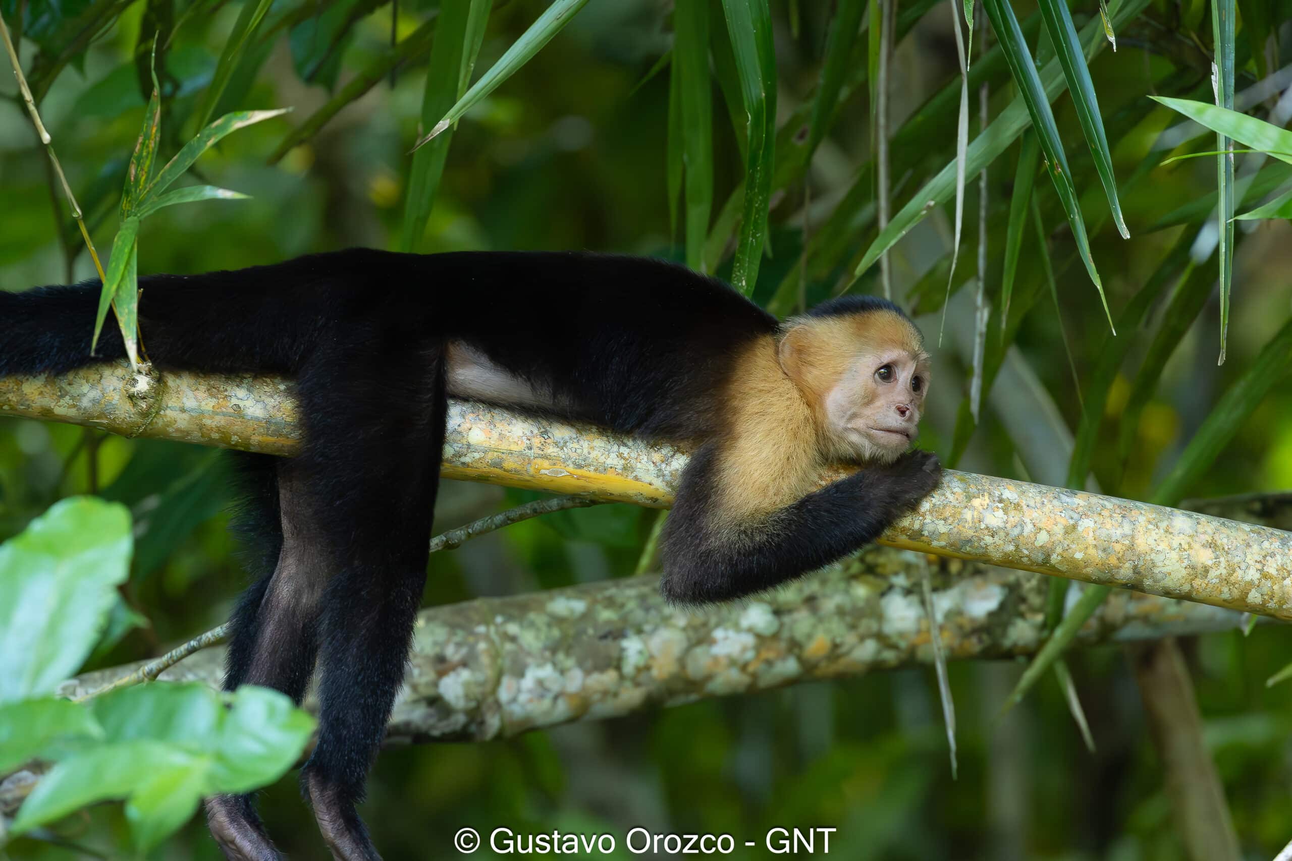 Nature Photography Tour Wildlife Photography Expedition Professional Photography Adventure Landscape Photography Journey Eco Photography Tour Adventure Photography Trip Costa Rica Photography Experience Natural Light Photography Tour Sunset Photography Adventure Wildlife & Nature Photography Colombia Amazing Photography Bird Watching Tour Birding Expedition Costa Rica Bird Safari Tropical Birding Adventure Guided Birdwatching Experience Ornithology Tour Exotic Bird Observation Wildlife Birding Journey Rare Bird Watching Adventure Nature & Bird Watching Tour Colombia birding Tours Costa Rica birding Tours Family Vacation Costa Rica Family Adventure Tour Family-Friendly Eco Travel Kid-Friendly Nature Tours Family Safari Tour Multi-Generational Family Trip Family Exploration Tour Adventure for Families Family Getaway Costa Rica Educational Family Tours Natural History Tour Wildlife & Nature Expedition Educational Natural History Journey Biodiversity Discovery Tour Eco History Tour Costa Rica Natural History Experience Geological & Wildlife Tour Cultural and Natural History Tour Nature and History Expedition Science & Nature Exploration