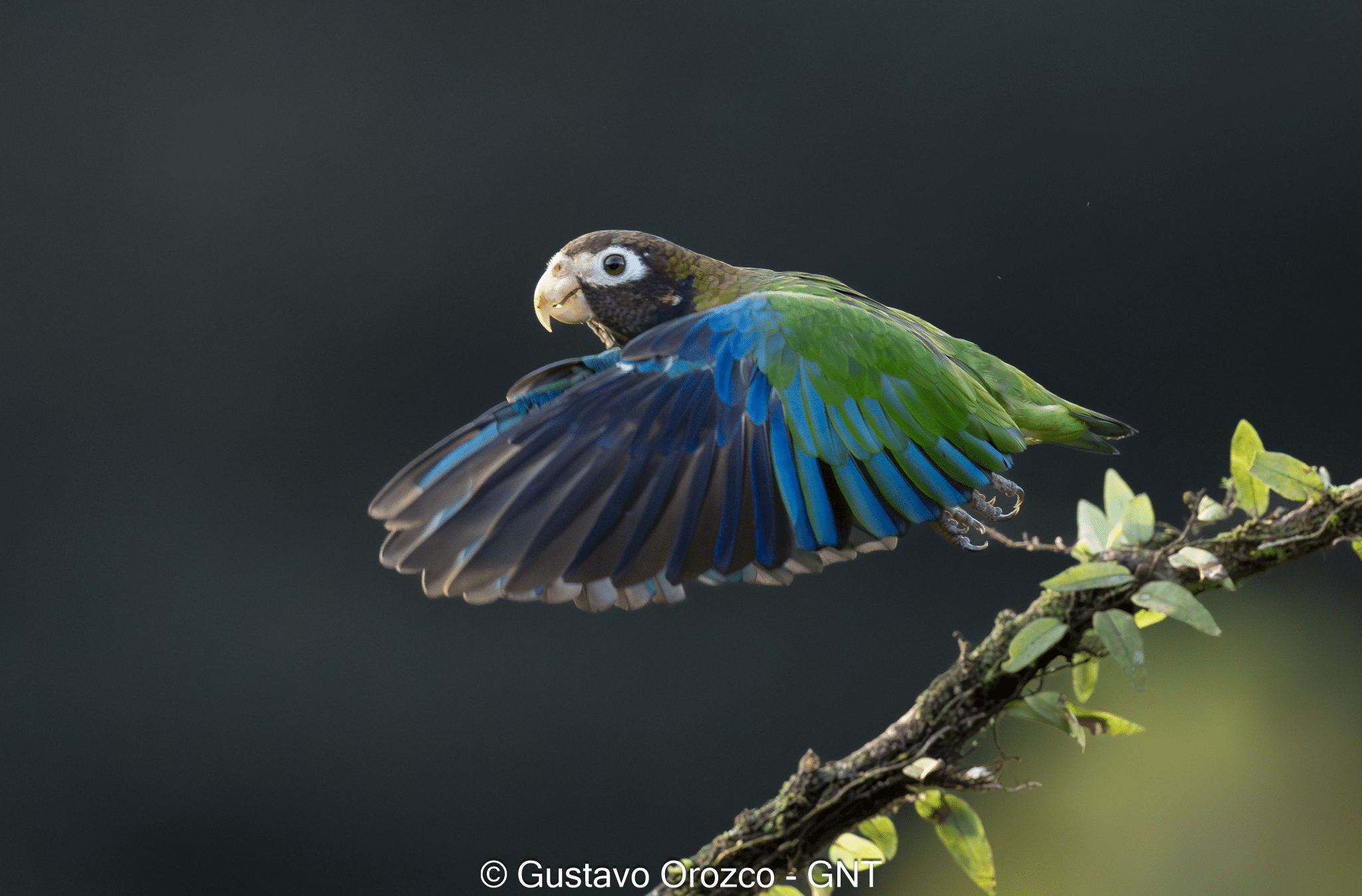 Birding Tours Costa Rica, birdwatching, Nature, Trips Nature Photography Tour Wildlife Photography Expedition Professional Photography Adventure Landscape Photography Journey Eco Photography Tour Adventure Photography Trip Costa Rica Photography Experience Natural Light Photography Tour Sunset Photography Adventure Wildlife & Nature Photography Colombia Amazing Photography Bird Watching Tour Birding Expedition Costa Rica Bird Safari Tropical Birding Adventure Guided Birdwatching Experience Ornithology Tour Exotic Bird Observation Wildlife Birding Journey Rare Bird Watching Adventure Nature & Bird Watching Tour Colombia birding Tours Costa Rica birding Tours Family Vacation Costa Rica Family Adventure Tour Family-Friendly Eco Travel Kid-Friendly Nature Tours Family Safari Tour Multi-Generational Family Trip Family Exploration Tour Adventure for Families Family Getaway Costa Rica Educational Family Tours Natural History Tour Wildlife & Nature Expedition Educational Natural History Journey Biodiversity Discovery Tour Eco History Tour Costa Rica Natural History Experience Geological & Wildlife Tour Cultural and Natural History Tour Nature and History Expedition Science & Nature Exploration