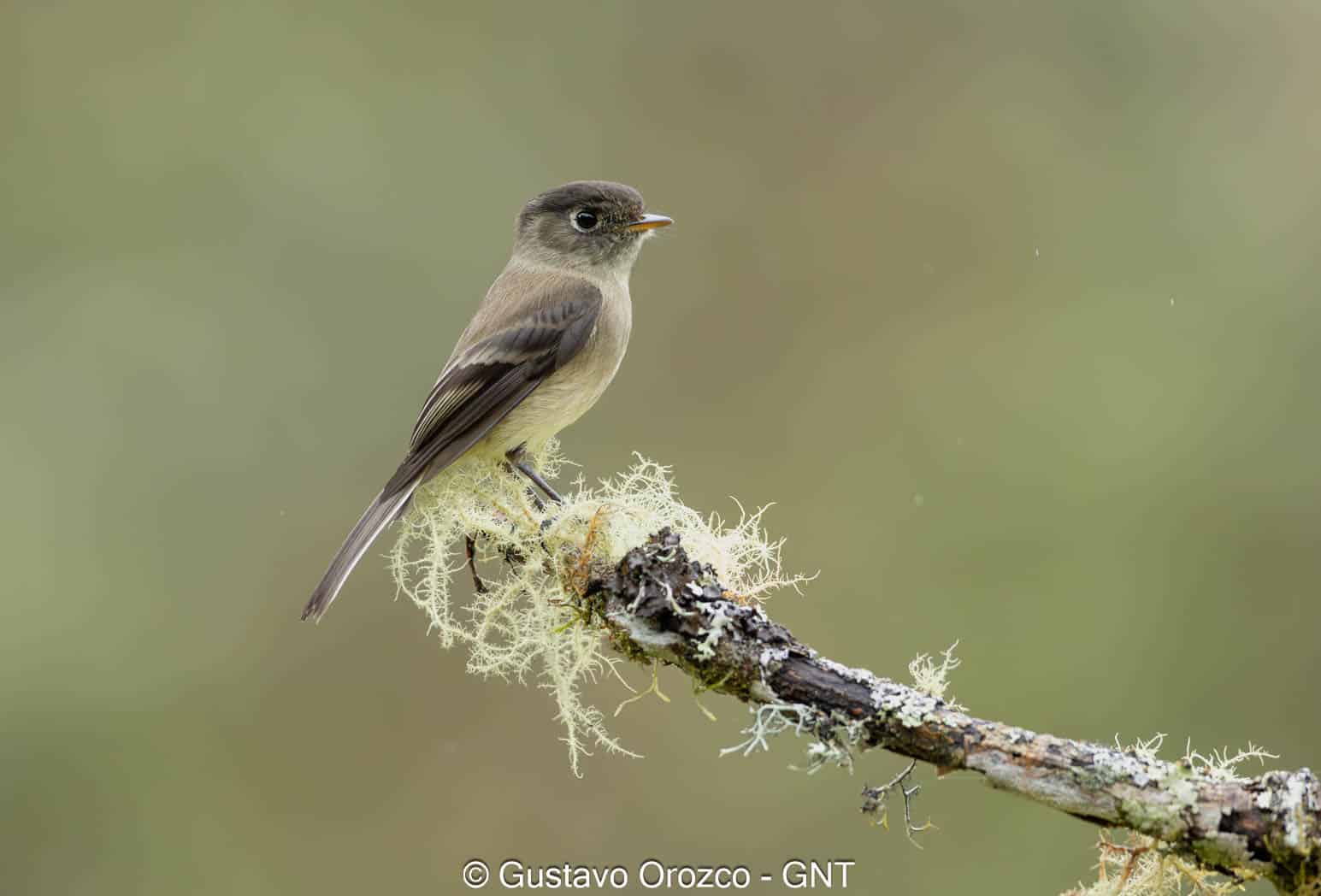 Nature Photography Tour Wildlife Photography Expedition Professional Photography Adventure Landscape Photography Journey Eco Photography Tour Adventure Photography Trip Costa Rica Photography Experience Natural Light Photography Tour Sunset Photography Adventure Wildlife & Nature Photography Colombia Amazing Photography Bird Watching Tour Birding Expedition Costa Rica Bird Safari Tropical Birding Adventure Guided Birdwatching Experience Ornithology Tour Exotic Bird Observation Wildlife Birding Journey Rare Bird Watching Adventure Nature & Bird Watching Tour Colombia birding Tours Costa Rica birding Tours Family Vacation Costa Rica Family Adventure Tour Family-Friendly Eco Travel Kid-Friendly Nature Tours Family Safari Tour Multi-Generational Family Trip Family Exploration Tour Adventure for Families Family Getaway Costa Rica Educational Family Tours Natural History Tour Wildlife & Nature Expedition Educational Natural History Journey Biodiversity Discovery Tour Eco History Tour Costa Rica Natural History Experience Geological & Wildlife Tour Cultural and Natural History Tour Nature and History Expedition Science & Nature Exploration