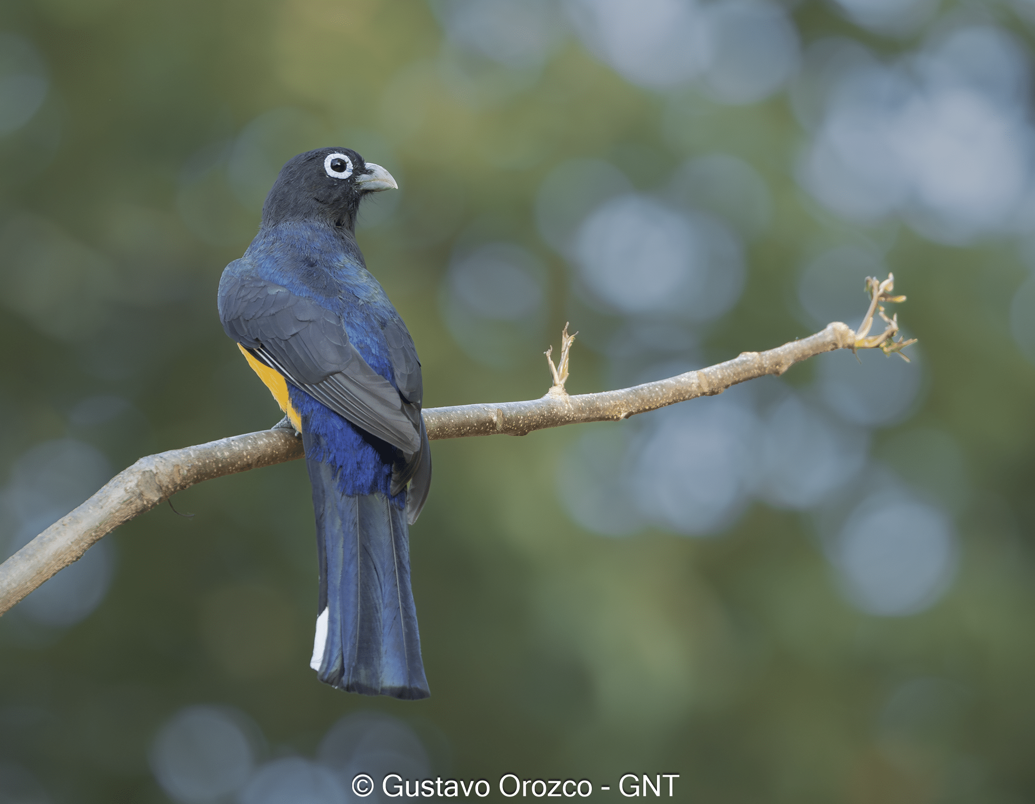 Nature Photography Tour Wildlife Photography Expedition Professional Photography Adventure Landscape Photography Journey Eco Photography Tour Adventure Photography Trip Costa Rica Photography Experience Natural Light Photography Tour Sunset Photography Adventure Wildlife & Nature Photography Colombia Amazing Photography Bird Watching Tour Birding Expedition Costa Rica Bird Safari Tropical Birding Adventure Guided Birdwatching Experience Ornithology Tour Exotic Bird Observation Wildlife Birding Journey Rare Bird Watching Adventure Nature & Bird Watching Tour Colombia birding Tours Costa Rica birding Tours Family Vacation Costa Rica Family Adventure Tour Family-Friendly Eco Travel Kid-Friendly Nature Tours Family Safari Tour Multi-Generational Family Trip Family Exploration Tour Adventure for Families Family Getaway Costa Rica Educational Family Tours Natural History Tour Wildlife & Nature Expedition Educational Natural History Journey Biodiversity Discovery Tour Eco History Tour Costa Rica Natural History Experience Geological & Wildlife Tour Cultural and Natural History Tour Nature and History Expedition Science & Nature Exploration