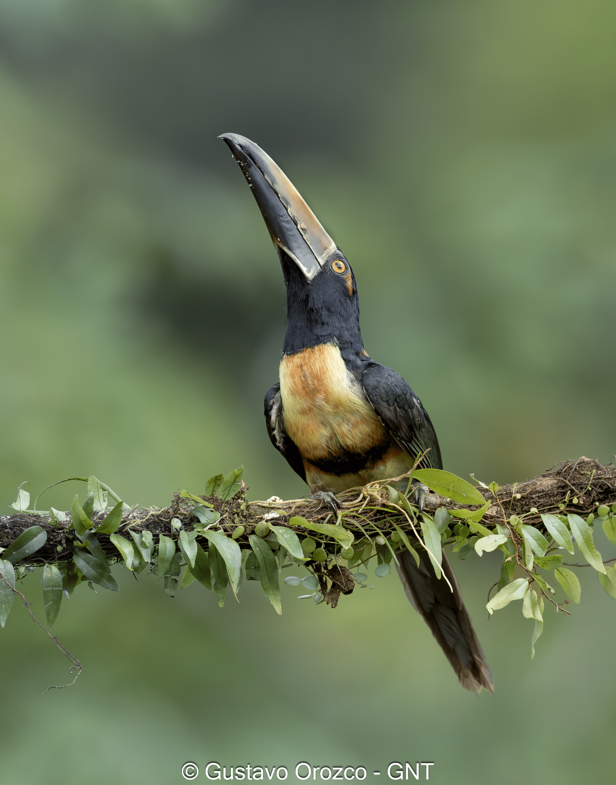 Nature Photography Tour Wildlife Photography Expedition Professional Photography Adventure Landscape Photography Journey Eco Photography Tour Adventure Photography Trip Costa Rica Photography Experience Natural Light Photography Tour Sunset Photography Adventure Wildlife & Nature Photography Colombia Amazing Photography Bird Watching Tour Birding Expedition Costa Rica Bird Safari Tropical Birding Adventure Guided Birdwatching Experience Ornithology Tour Exotic Bird Observation Wildlife Birding Journey Rare Bird Watching Adventure Nature & Bird Watching Tour Colombia birding Tours Costa Rica birding Tours Family Vacation Costa Rica Family Adventure Tour Family-Friendly Eco Travel Kid-Friendly Nature Tours Family Safari Tour Multi-Generational Family Trip Family Exploration Tour Adventure for Families Family Getaway Costa Rica Educational Family Tours Natural History Tour Wildlife & Nature Expedition Educational Natural History Journey Biodiversity Discovery Tour Eco History Tour Costa Rica Natural History Experience Geological & Wildlife Tour Cultural and Natural History Tour Nature and History Expedition Science & Nature Exploration