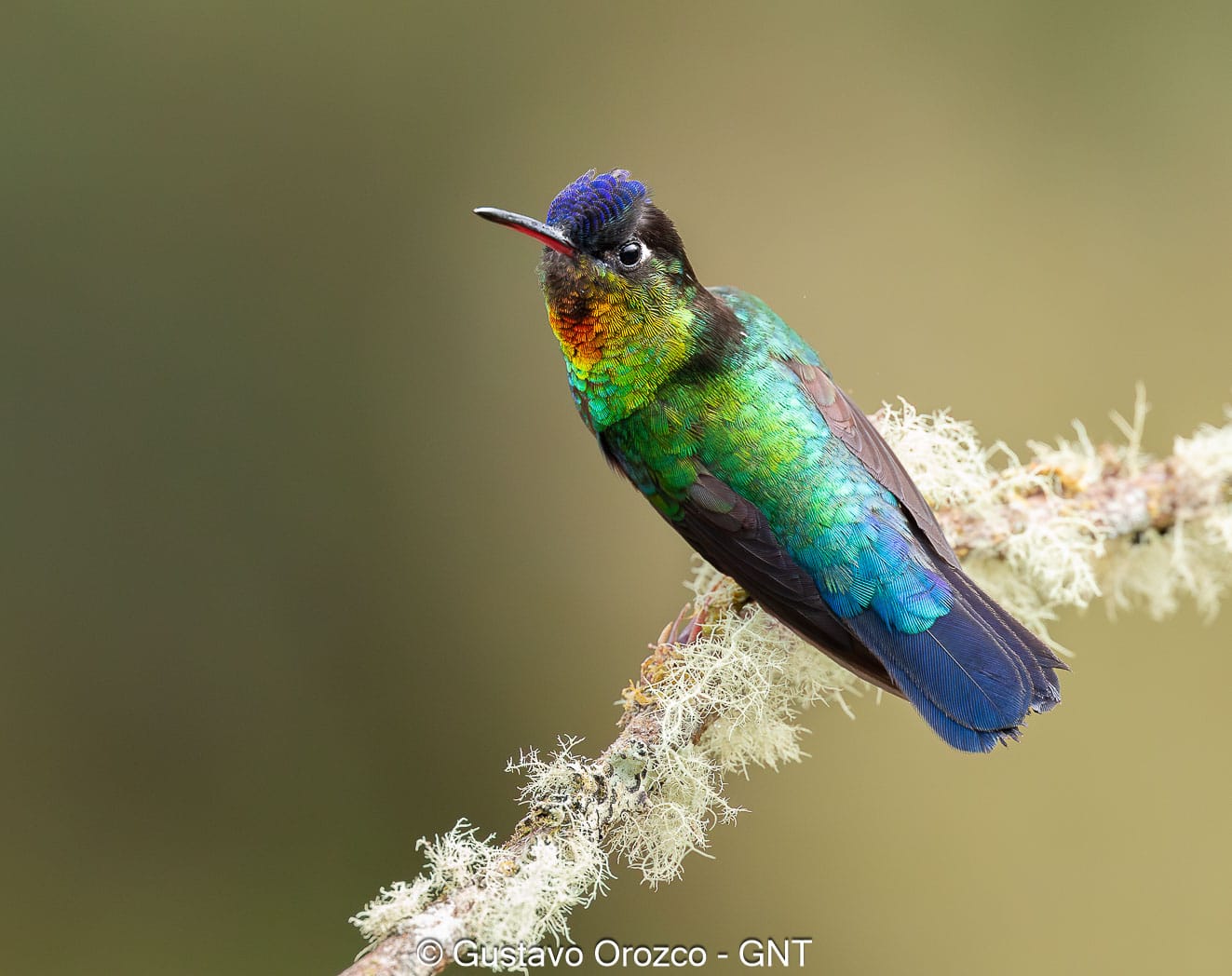 Nature Photography Tour Wildlife Photography Expedition Professional Photography Adventure Landscape Photography Journey Eco Photography Tour Adventure Photography Trip Costa Rica Photography Experience Natural Light Photography Tour Sunset Photography Adventure Wildlife & Nature Photography Colombia Amazing Photography Bird Watching Tour Birding Expedition Costa Rica Bird Safari Tropical Birding Adventure Guided Birdwatching Experience Ornithology Tour Exotic Bird Observation Wildlife Birding Journey Rare Bird Watching Adventure Nature & Bird Watching Tour Colombia birding Tours Costa Rica birding Tours Family Vacation Costa Rica Family Adventure Tour Family-Friendly Eco Travel Kid-Friendly Nature Tours Family Safari Tour Multi-Generational Family Trip Family Exploration Tour Adventure for Families Family Getaway Costa Rica Educational Family Tours Natural History Tour Wildlife & Nature Expedition Educational Natural History Journey Biodiversity Discovery Tour Eco History Tour Costa Rica Natural History Experience Geological & Wildlife Tour Cultural and Natural History Tour Nature and History Expedition Science & Nature Exploration