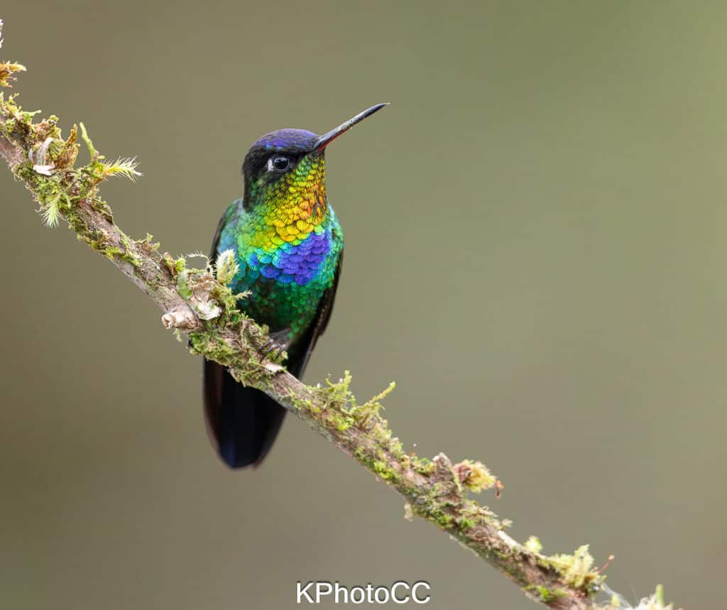 Nature Photography Tour Wildlife Photography Expedition Professional Photography Adventure Landscape Photography Journey Eco Photography Tour Adventure Photography Trip Costa Rica Photography Experience Natural Light Photography Tour Sunset Photography Adventure Wildlife & Nature Photography Colombia Amazing Photography Bird Watching Tour Birding Expedition Costa Rica Bird Safari Tropical Birding Adventure Guided Birdwatching Experience Ornithology Tour Exotic Bird Observation Wildlife Birding Journey Rare Bird Watching Adventure Nature & Bird Watching Tour Colombia birding Tours Costa Rica birding Tours Family Vacation Costa Rica Family Adventure Tour Family-Friendly Eco Travel Kid-Friendly Nature Tours Family Safari Tour Multi-Generational Family Trip Family Exploration Tour Adventure for Families Family Getaway Costa Rica Educational Family Tours Natural History Tour Wildlife & Nature Expedition Educational Natural History Journey Biodiversity Discovery Tour Eco History Tour Costa Rica Natural History Experience Geological & Wildlife Tour Cultural and Natural History Tour Nature and History Expedition Science & Nature Exploration Gustavo Orozco