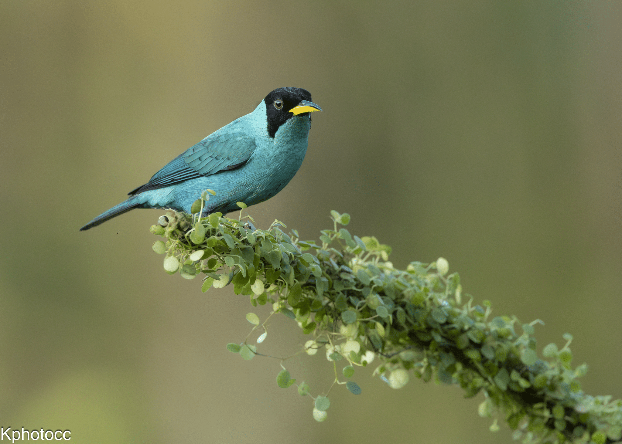 Nature Photography Tour Wildlife Photography Expedition Professional Photography Adventure Landscape Photography Journey Eco Photography Tour Adventure Photography Trip Costa Rica Photography Experience Natural Light Photography Tour Sunset Photography Adventure Wildlife & Nature Photography Colombia Amazing Photography Bird Watching Tour Birding Expedition Costa Rica Bird Safari Tropical Birding Adventure Guided Birdwatching Experience Ornithology Tour Exotic Bird Observation Wildlife Birding Journey Rare Bird Watching Adventure Nature & Bird Watching Tour Colombia birding Tours Costa Rica birding Tours Family Vacation Costa Rica Family Adventure Tour Family-Friendly Eco Travel Kid-Friendly Nature Tours Family Safari Tour Multi-Generational Family Trip Family Exploration Tour Adventure for Families Family Getaway Costa Rica Educational Family Tours Natural History Tour Wildlife & Nature Expedition Educational Natural History Journey Biodiversity Discovery Tour Eco History Tour Costa Rica Natural History Experience Geological & Wildlife Tour Cultural and Natural History Tour Nature and History Expedition Science & Nature Exploration