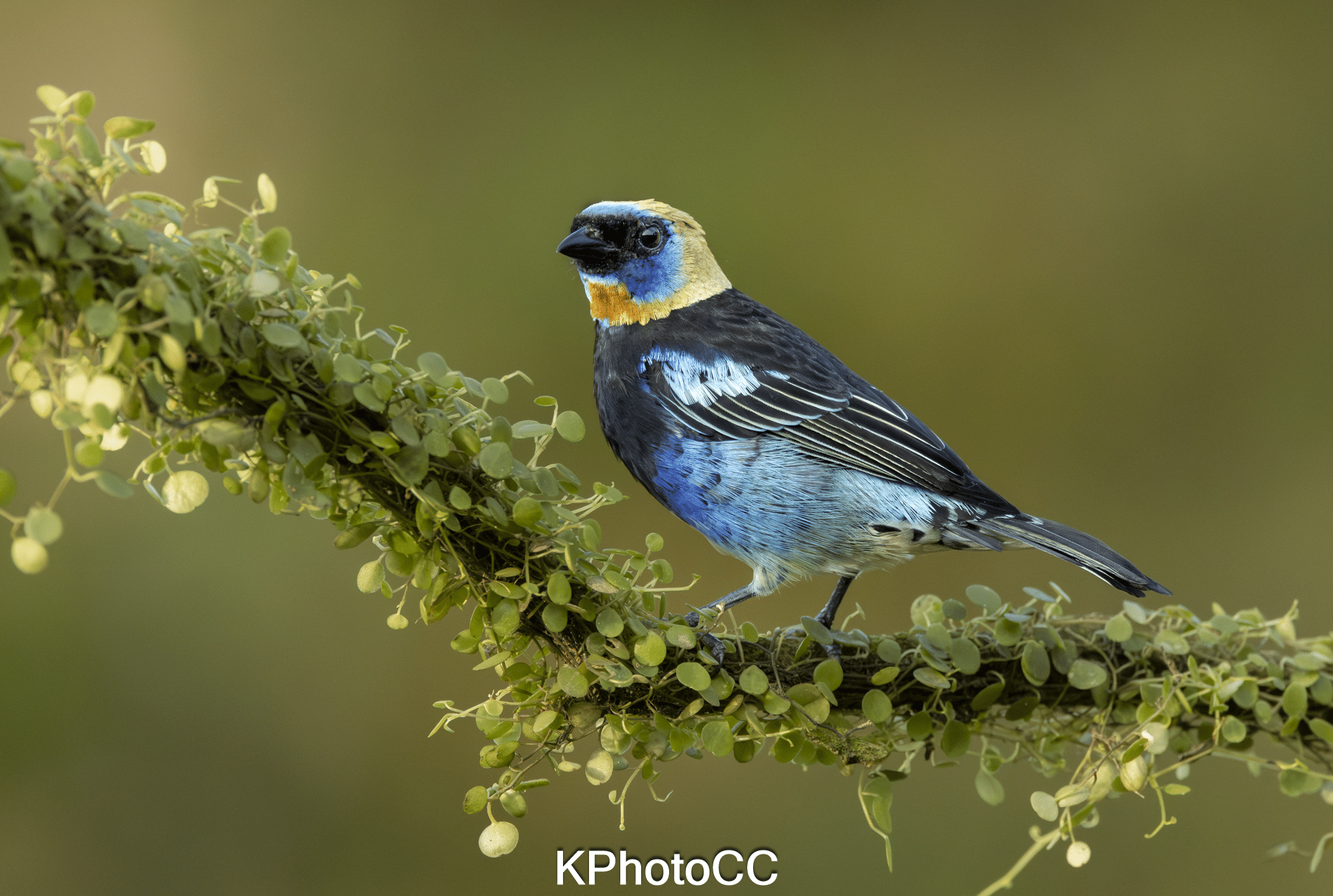 Nature Photography Tour Wildlife Photography Expedition Professional Photography Adventure Landscape Photography Journey Eco Photography Tour Adventure Photography Trip Costa Rica Photography Experience Natural Light Photography Tour Sunset Photography Adventure Wildlife & Nature Photography Colombia Amazing Photography Bird Watching Tour Birding Expedition Costa Rica Bird Safari Tropical Birding Adventure Guided Birdwatching Experience Ornithology Tour Exotic Bird Observation Wildlife Birding Journey Rare Bird Watching Adventure Nature & Bird Watching Tour Colombia birding Tours Costa Rica birding Tours Family Vacation Costa Rica Family Adventure Tour Family-Friendly Eco Travel Kid-Friendly Nature Tours Family Safari Tour Multi-Generational Family Trip Family Exploration Tour Adventure for Families Family Getaway Costa Rica Educational Family Tours Natural History Tour Wildlife & Nature Expedition Educational Natural History Journey Biodiversity Discovery Tour Eco History Tour Costa Rica Natural History Experience Geological & Wildlife Tour Cultural and Natural History Tour Nature and History Expedition Science & Nature Exploration