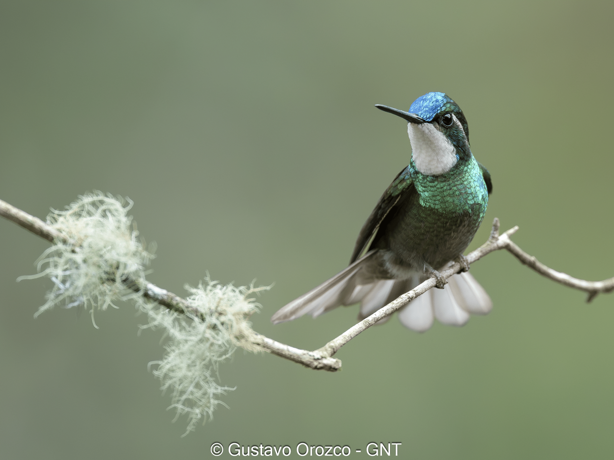 Nature Photography Tour Wildlife Photography Expedition Professional Photography Adventure Landscape Photography Journey Eco Photography Tour Adventure Photography Trip Costa Rica Photography Experience Natural Light Photography Tour Sunset Photography Adventure Wildlife & Nature Photography Colombia Amazing Photography Bird Watching Tour Birding Expedition Costa Rica Bird Safari Tropical Birding Adventure Guided Birdwatching Experience Ornithology Tour Exotic Bird Observation Wildlife Birding Journey Rare Bird Watching Adventure Nature & Bird Watching Tour Colombia birding Tours Costa Rica birding Tours Family Vacation Costa Rica Family Adventure Tour Family-Friendly Eco Travel Kid-Friendly Nature Tours Family Safari Tour Multi-Generational Family Trip Family Exploration Tour Adventure for Families Family Getaway Costa Rica Educational Family Tours Natural History Tour Wildlife & Nature Expedition Educational Natural History Journey Biodiversity Discovery Tour Eco History Tour Costa Rica Natural History Experience Geological & Wildlife Tour Cultural and Natural History Tour Nature and History Expedition Science & Nature Exploration