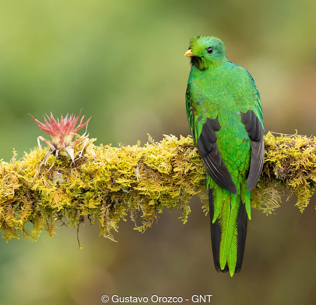 Nature Photography Tour Wildlife Photography Expedition Professional Photography Adventure Landscape Photography Journey Eco Photography Tour Adventure Photography Trip Costa Rica Photography Experience Natural Light Photography Tour Sunset Photography Adventure Wildlife & Nature Photography Colombia Amazing Photography Bird Watching Tour Birding Expedition Costa Rica Bird Safari Tropical Birding Adventure Guided Birdwatching Experience Ornithology Tour Exotic Bird Observation Wildlife Birding Journey Rare Bird Watching Adventure Nature & Bird Watching Tour Colombia birding Tours Costa Rica birding Tours Family Vacation Costa Rica Family Adventure Tour Family-Friendly Eco Travel Kid-Friendly Nature Tours Family Safari Tour Multi-Generational Family Trip Family Exploration Tour Adventure for Families Family Getaway Costa Rica Educational Family Tours Natural History Tour Wildlife & Nature Expedition Educational Natural History Journey Biodiversity Discovery Tour Eco History Tour Costa Rica Natural History Experience Geological & Wildlife Tour Cultural and Natural History Tour Nature and History Expedition Science & Nature Exploration Gustavo Orozco