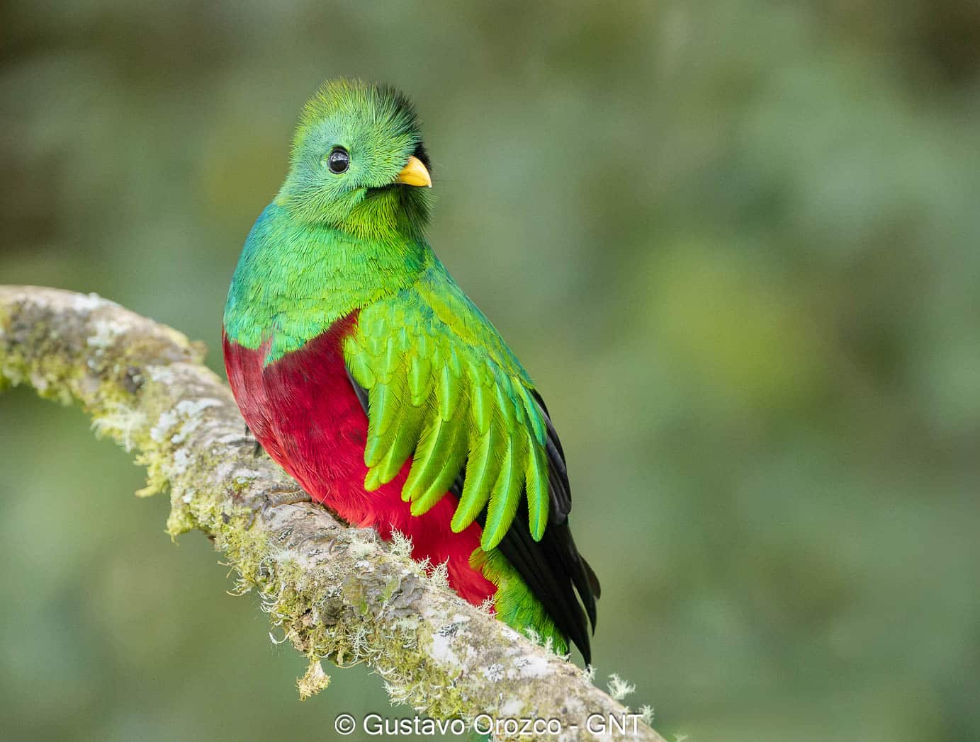 Nature Photography Tour Wildlife Photography Expedition Professional Photography Adventure Landscape Photography Journey Eco Photography Tour Adventure Photography Trip Costa Rica Photography Experience Natural Light Photography Tour Sunset Photography Adventure Wildlife & Nature Photography Colombia Amazing Photography Bird Watching Tour Birding Expedition Costa Rica Bird Safari Tropical Birding Adventure Guided Birdwatching Experience Ornithology Tour Exotic Bird Observation Wildlife Birding Journey Rare Bird Watching Adventure Nature & Bird Watching Tour Colombia birding Tours Costa Rica birding Tours Family Vacation Costa Rica Family Adventure Tour Family-Friendly Eco Travel Kid-Friendly Nature Tours Family Safari Tour Multi-Generational Family Trip Family Exploration Tour Adventure for Families Family Getaway Costa Rica Educational Family Tours Natural History Tour Wildlife & Nature Expedition Educational Natural History Journey Biodiversity Discovery Tour Eco History Tour Costa Rica Natural History Experience Geological & Wildlife Tour Cultural and Natural History Tour Nature and History Expedition Science & Nature Exploration Gustavo Orozco