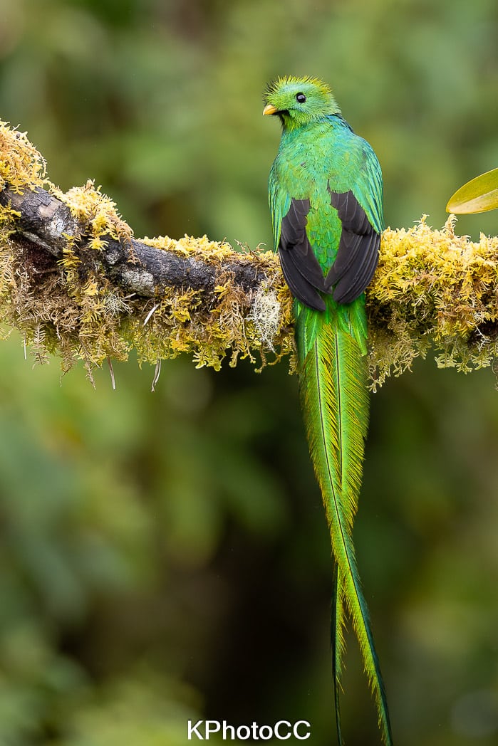 Nature Photography Tour Wildlife Photography Expedition Professional Photography Adventure Landscape Photography Journey Eco Photography Tour Adventure Photography Trip Costa Rica Photography Experience Natural Light Photography Tour Sunset Photography Adventure Wildlife & Nature Photography Colombia Amazing Photography Bird Watching Tour Birding Expedition Costa Rica Bird Safari Tropical Birding Adventure Guided Birdwatching Experience Ornithology Tour Exotic Bird Observation Wildlife Birding Journey Rare Bird Watching Adventure Nature & Bird Watching Tour Colombia birding Tours Costa Rica birding Tours Family Vacation Costa Rica Family Adventure Tour Family-Friendly Eco Travel Kid-Friendly Nature Tours Family Safari Tour Multi-Generational Family Trip Family Exploration Tour Adventure for Families Family Getaway Costa Rica Educational Family Tours Natural History Tour Wildlife & Nature Expedition Educational Natural History Journey Biodiversity Discovery Tour Eco History Tour Costa Rica Natural History Experience Geological & Wildlife Tour Cultural and Natural History Tour Nature and History Expedition Science & Nature Exploration