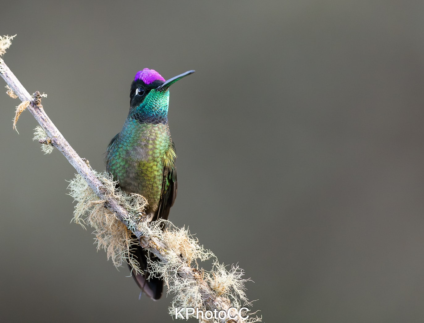 Nature Photography Tour Wildlife Photography Expedition Professional Photography Adventure Landscape Photography Journey Eco Photography Tour Adventure Photography Trip Costa Rica Photography Experience Natural Light Photography Tour Sunset Photography Adventure Wildlife & Nature Photography Colombia Amazing Photography Bird Watching Tour Birding Expedition Costa Rica Bird Safari Tropical Birding Adventure Guided Birdwatching Experience Ornithology Tour Exotic Bird Observation Wildlife Birding Journey Rare Bird Watching Adventure Nature & Bird Watching Tour Colombia birding Tours Costa Rica birding Tours Family Vacation Costa Rica Family Adventure Tour Family-Friendly Eco Travel Kid-Friendly Nature Tours Family Safari Tour Multi-Generational Family Trip Family Exploration Tour Adventure for Families Family Getaway Costa Rica Educational Family Tours Natural History Tour Wildlife & Nature Expedition Educational Natural History Journey Biodiversity Discovery Tour Eco History Tour Costa Rica Natural History Experience Geological & Wildlife Tour Cultural and Natural History Tour Nature and History Expedition Science & Nature Exploration