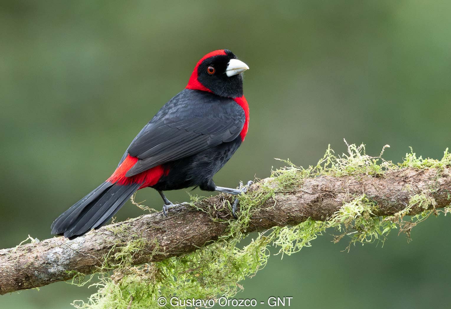 Nature Photography Tour Wildlife Photography Expedition Professional Photography Adventure Landscape Photography Journey Eco Photography Tour Adventure Photography Trip Costa Rica Photography Experience Natural Light Photography Tour Sunset Photography Adventure Wildlife & Nature Photography Colombia Amazing Photography Bird Watching Tour Birding Expedition Costa Rica Bird Safari Tropical Birding Adventure Guided Birdwatching Experience Ornithology Tour Exotic Bird Observation Wildlife Birding Journey Rare Bird Watching Adventure Nature & Bird Watching Tour Colombia birding Tours Costa Rica birding Tours Family Vacation Costa Rica Family Adventure Tour Family-Friendly Eco Travel Kid-Friendly Nature Tours Family Safari Tour Multi-Generational Family Trip Family Exploration Tour Adventure for Families Family Getaway Costa Rica Educational Family Tours Natural History Tour Wildlife & Nature Expedition Educational Natural History Journey Biodiversity Discovery Tour Eco History Tour Costa Rica Natural History Experience Geological & Wildlife Tour Cultural and Natural History Tour Nature and History Expedition Science & Nature Exploration