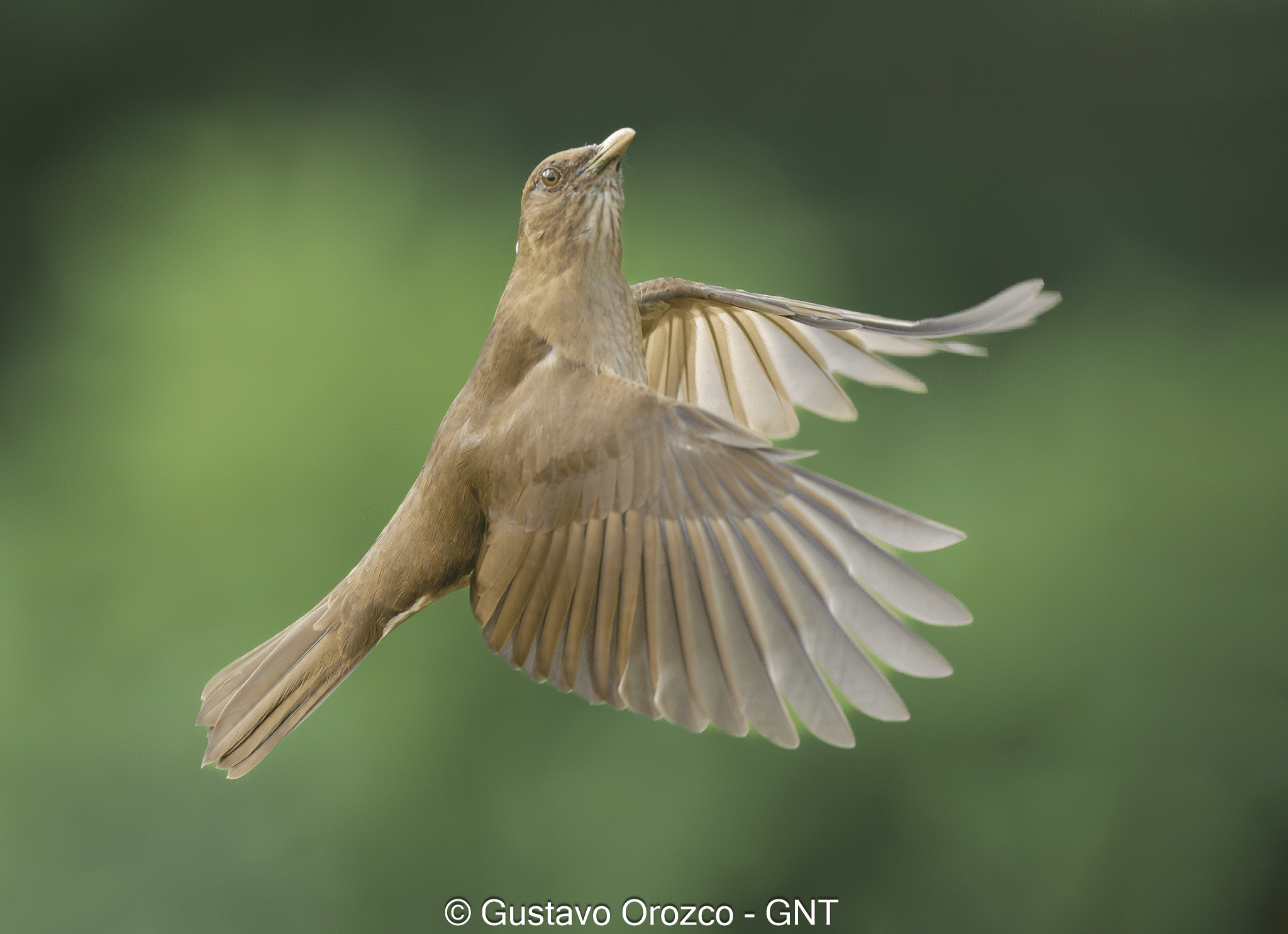 Nature Photography Tour Wildlife Photography Expedition Professional Photography Adventure Landscape Photography Journey Eco Photography Tour Adventure Photography Trip Costa Rica Photography Experience Natural Light Photography Tour Sunset Photography Adventure Wildlife & Nature Photography Colombia Amazing Photography Bird Watching Tour Birding Expedition Costa Rica Bird Safari Tropical Birding Adventure Guided Birdwatching Experience Ornithology Tour Exotic Bird Observation Wildlife Birding Journey Rare Bird Watching Adventure Nature & Bird Watching Tour Colombia birding Tours Costa Rica birding Tours Family Vacation Costa Rica Family Adventure Tour Family-Friendly Eco Travel Kid-Friendly Nature Tours Family Safari Tour Multi-Generational Family Trip Family Exploration Tour Adventure for Families Family Getaway Costa Rica Educational Family Tours Natural History Tour Wildlife & Nature Expedition Educational Natural History Journey Biodiversity Discovery Tour Eco History Tour Costa Rica Natural History Experience Geological & Wildlife Tour Cultural and Natural History Tour Nature and History Expedition Science & Nature Exploration Gustavo Orozco Sobalvarro