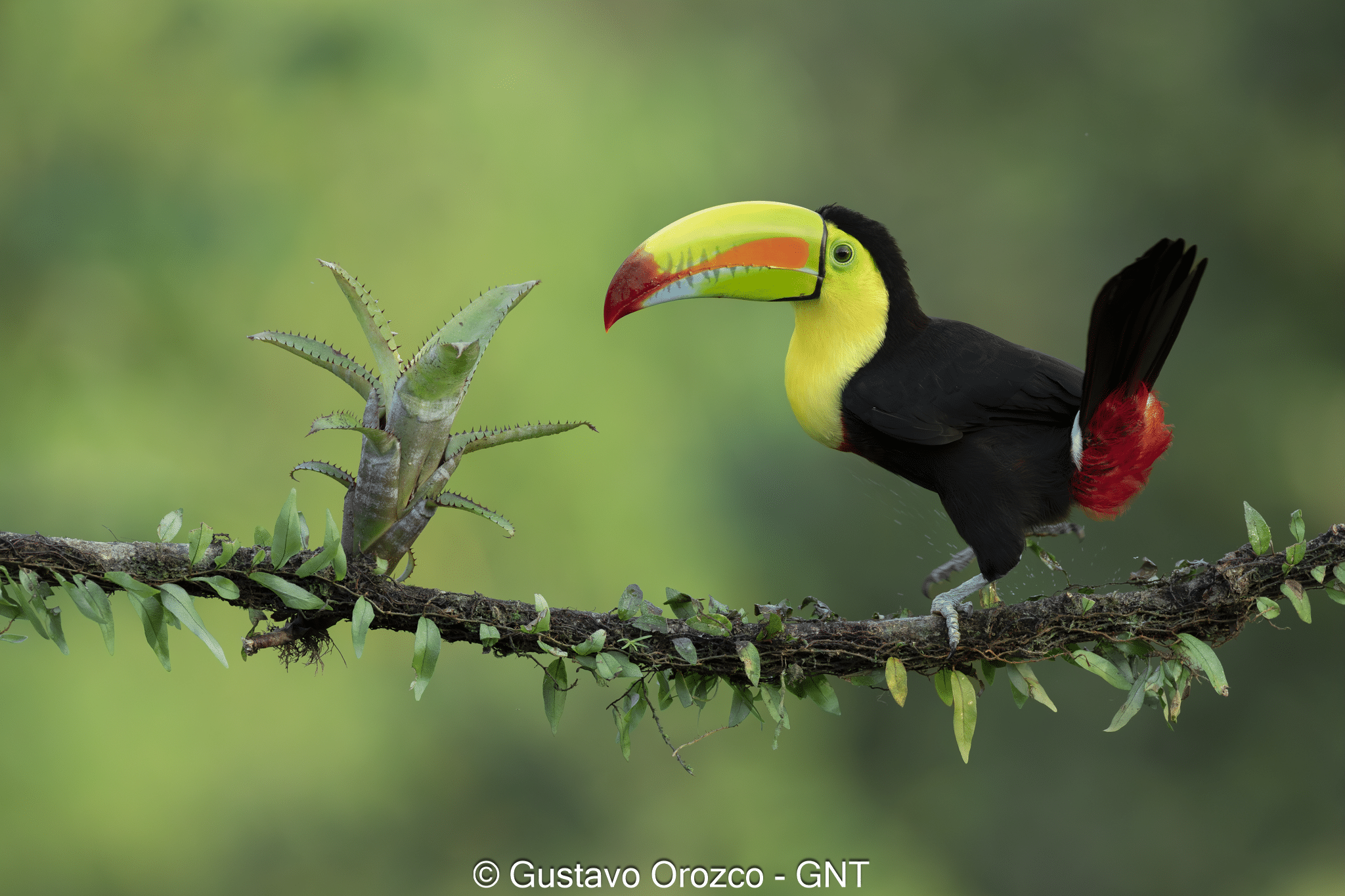 Nature Photography Tour Wildlife Photography Expedition Professional Photography Adventure Landscape Photography Journey Eco Photography Tour Adventure Photography Trip Costa Rica Photography Experience Natural Light Photography Tour Sunset Photography Adventure Wildlife & Nature Photography Colombia Amazing Photography Bird Watching Tour Birding Expedition Costa Rica Bird Safari Tropical Birding Adventure Guided Birdwatching Experience Ornithology Tour Exotic Bird Observation Wildlife Birding Journey Rare Bird Watching Adventure Nature & Bird Watching Tour Colombia birding Tours Costa Rica birding Tours Family Vacation Costa Rica Family Adventure Tour Family-Friendly Eco Travel Kid-Friendly Nature Tours Family Safari Tour Multi-Generational Family Trip Family Exploration Tour Adventure for Families Family Getaway Costa Rica Educational Family Tours Natural History Tour Wildlife & Nature Expedition Educational Natural History Journey Biodiversity Discovery Tour Eco History Tour Costa Rica Natural History Experience Geological & Wildlife Tour Cultural and Natural History Tour Nature and History Expedition Science & Nature Exploration