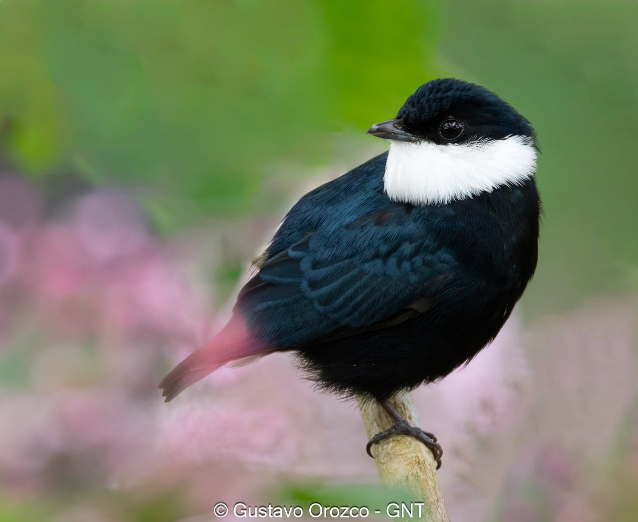 Nature Photography Tour Wildlife Photography Expedition Professional Photography Adventure Landscape Photography Journey Eco Photography Tour Adventure Photography Trip Costa Rica Photography Experience Natural Light Photography Tour Sunset Photography Adventure Wildlife & Nature Photography Colombia Amazing Photography Bird Watching Tour Birding Expedition Costa Rica Bird Safari Tropical Birding Adventure Guided Birdwatching Experience Ornithology Tour Exotic Bird Observation Wildlife Birding Journey Rare Bird Watching Adventure Nature & Bird Watching Tour Colombia birding Tours Costa Rica birding Tours Family Vacation Costa Rica Family Adventure Tour Family-Friendly Eco Travel Kid-Friendly Nature Tours Family Safari Tour Multi-Generational Family Trip Family Exploration Tour Adventure for Families Family Getaway Costa Rica Educational Family Tours Natural History Tour Wildlife & Nature Expedition Educational Natural History Journey Biodiversity Discovery Tour Eco History Tour Costa Rica Natural History Experience Geological & Wildlife Tour Cultural and Natural History Tour Nature and History Expedition Science & Nature Exploration