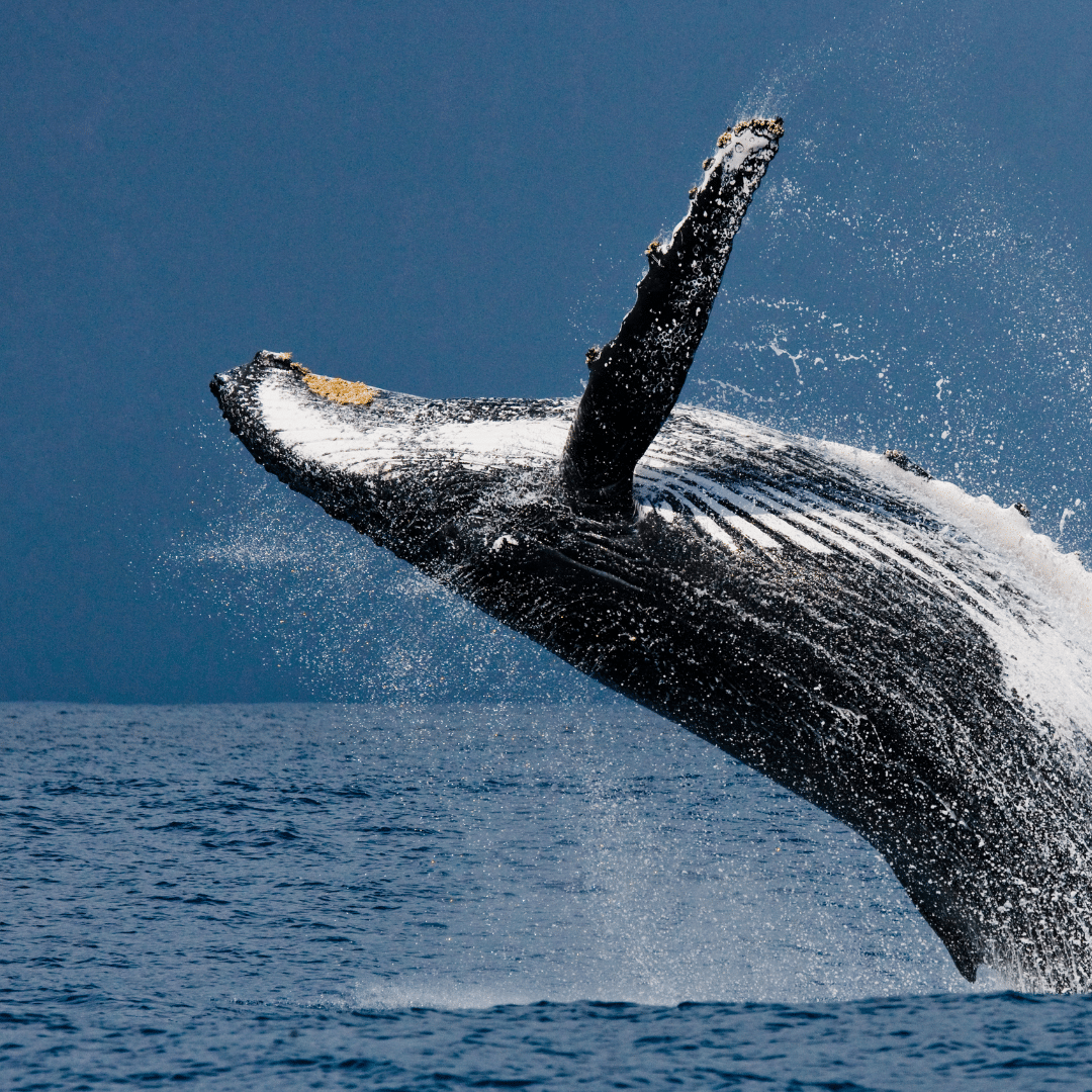 Humpback whale Costa Rica natural history tours marine wildlife Pacific Ocean