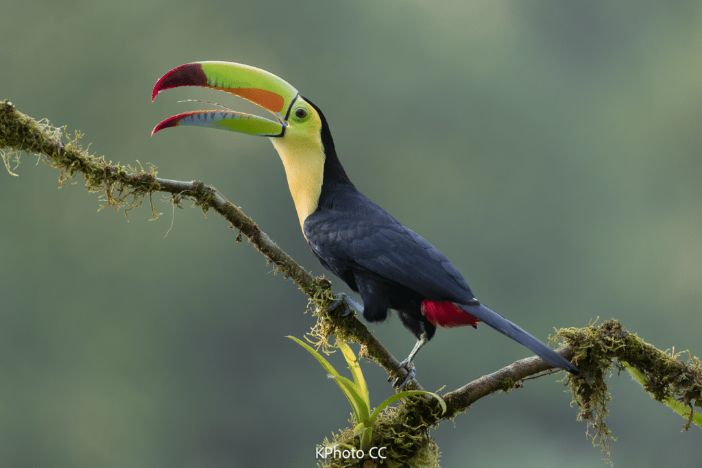 Nature Photography Tour Wildlife Photography Expedition Professional Photography Adventure Landscape Photography Journey Eco Photography Tour Adventure Photography Trip Costa Rica Photography Experience Natural Light Photography Tour Sunset Photography Adventure Wildlife & Nature Photography Colombia Amazing Photography Bird Watching Tour Birding Expedition Costa Rica Bird Safari Tropical Birding Adventure Guided Birdwatching Experience Ornithology Tour Exotic Bird Observation Wildlife Birding Journey Rare Bird Watching Adventure Nature & Bird Watching Tour Colombia birding Tours Costa Rica birding Tours Family Vacation Costa Rica Family Adventure Tour Family-Friendly Eco Travel Kid-Friendly Nature Tours Family Safari Tour Multi-Generational Family Trip Family Exploration Tour Adventure for Families Family Getaway Costa Rica Educational Family Tours Natural History Tour Wildlife & Nature Expedition Educational Natural History Journey Biodiversity Discovery Tour Eco History Tour Costa Rica Natural History Experience Geological & Wildlife Tour Cultural and Natural History Tour Nature and History Expedition Science & Nature Exploration Gustavo Orozco