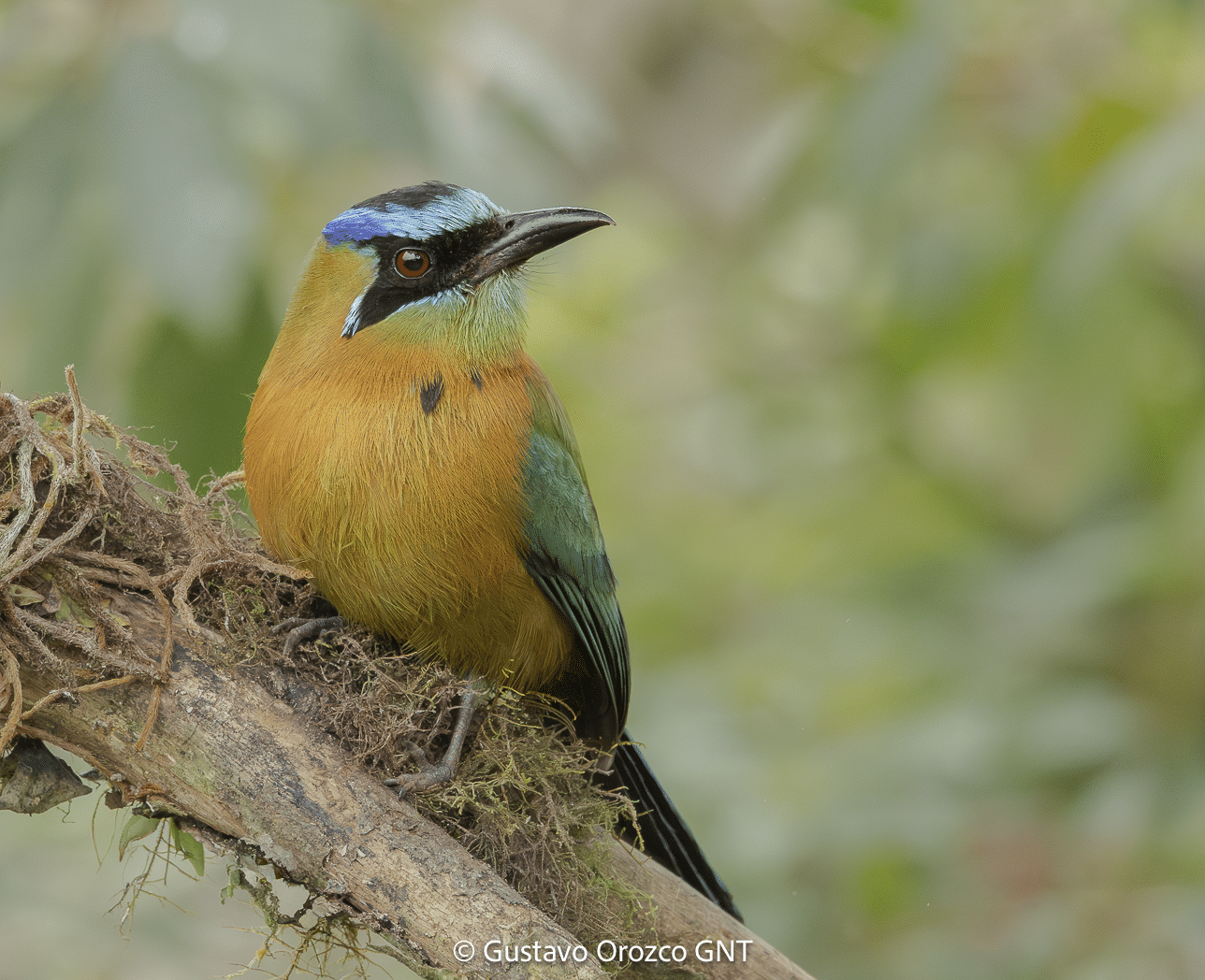 Nature Photography Tour Wildlife Photography Expedition Professional Photography Adventure Landscape Photography Journey Eco Photography Tour Adventure Photography Trip Costa Rica Photography Experience Natural Light Photography Tour Sunset Photography Adventure Wildlife & Nature Photography Colombia Amazing Photography Bird Watching Tour Birding Expedition Costa Rica Bird Safari Tropical Birding Adventure Guided Birdwatching Experience Ornithology Tour Exotic Bird Observation Wildlife Birding Journey Rare Bird Watching Adventure Nature & Bird Watching Tour Colombia birding Tours Costa Rica birding Tours Family Vacation Costa Rica Family Adventure Tour Family-Friendly Eco Travel Kid-Friendly Nature Tours Family Safari Tour Multi-Generational Family Trip Family Exploration Tour Adventure for Families Family Getaway Costa Rica Educational Family Tours Natural History Tour Wildlife & Nature Expedition Educational Natural History Journey Biodiversity Discovery Tour Eco History Tour Costa Rica Natural History Experience Geological & Wildlife Tour Cultural and Natural History Tour Nature and History Expedition Science & Nature Exploration Gustavo Orozco
