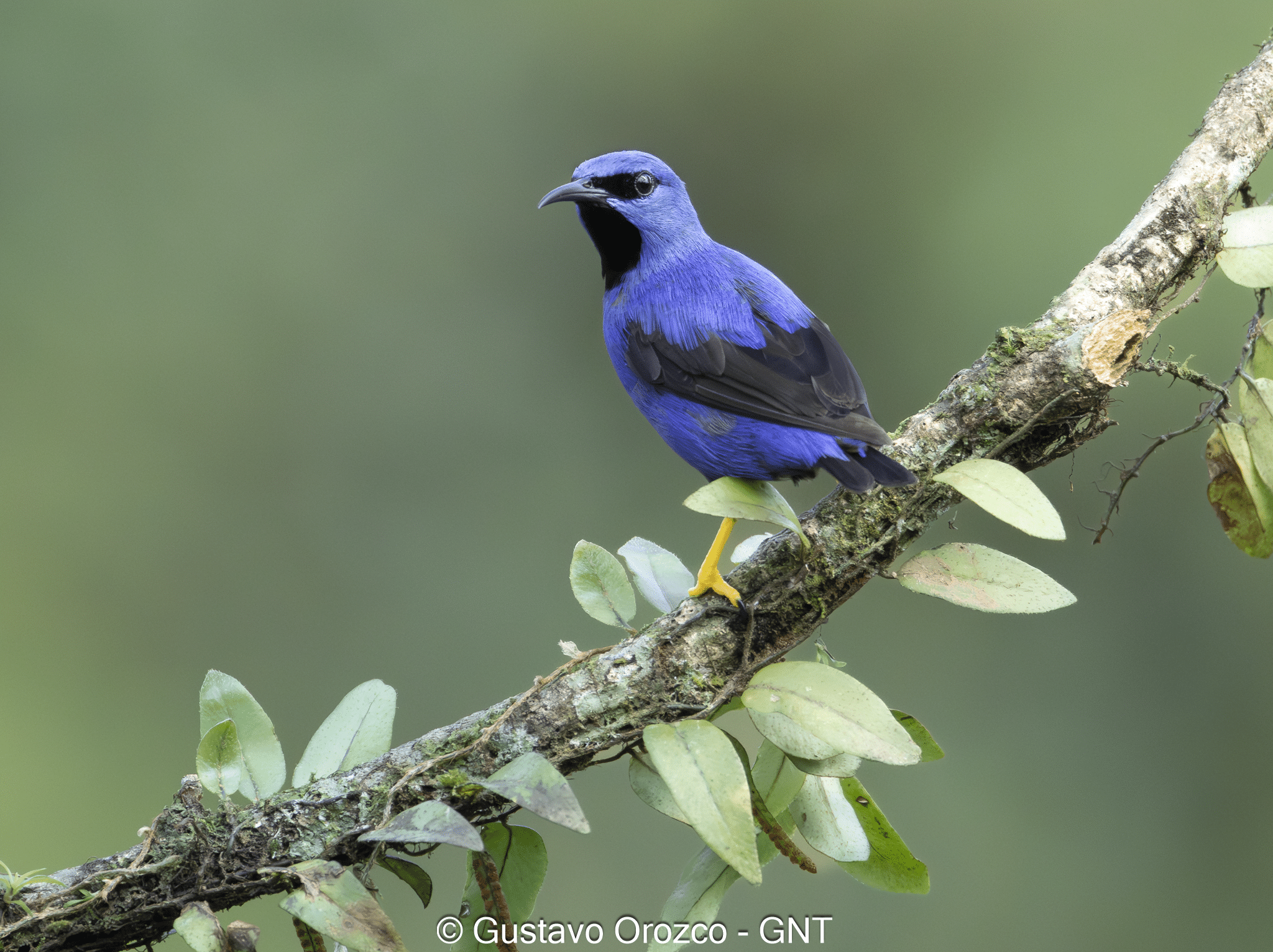 Shinning Honeycreeper, Costa Rica, Ecotours