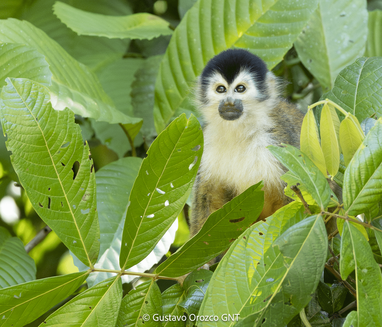 Squarriel Monkey - Geo Natura Tours