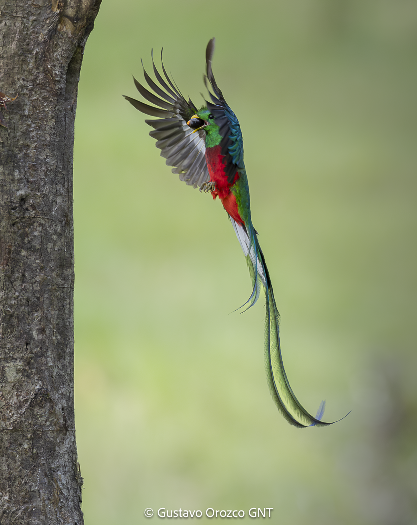 Resplendent Quetzal perched cloud forest Costa Rica birding tours wildlife photography