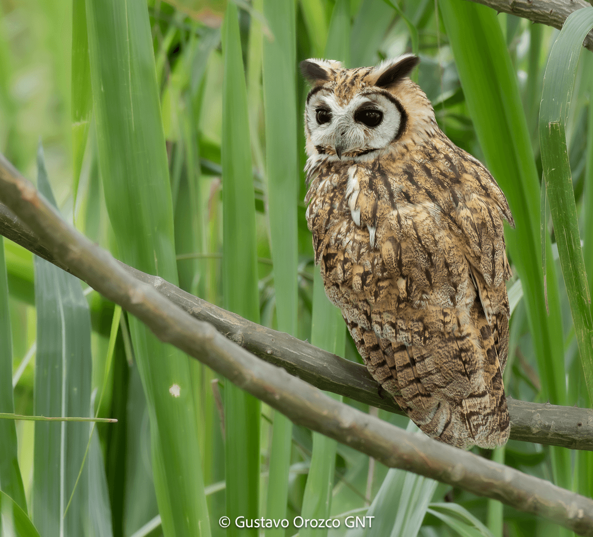 Nature Photography Tour Wildlife Photography Expedition Professional Photography Adventure Landscape Photography Journey Eco Photography Tour Adventure Photography Trip Costa Rica Photography Experience Natural Light Photography Tour Sunset Photography Adventure Wildlife & Nature Photography Colombia Amazing Photography Bird Watching Tour Birding Expedition Costa Rica Bird Safari Tropical Birding Adventure Guided Birdwatching Experience Ornithology Tour Exotic Bird Observation Wildlife Birding Journey Rare Bird Watching Adventure Nature & Bird Watching Tour Colombia birding Tours Costa Rica birding Tours Family Vacation Costa Rica Family Adventure Tour Family-Friendly Eco Travel Kid-Friendly Nature Tours Family Safari Tour Multi-Generational Family Trip Family Exploration Tour Adventure for Families Family Getaway Costa Rica Educational Family Tours Natural History Tour Wildlife & Nature Expedition Educational Natural History Journey Biodiversity Discovery Tour Eco History Tour Costa Rica Natural History Expe