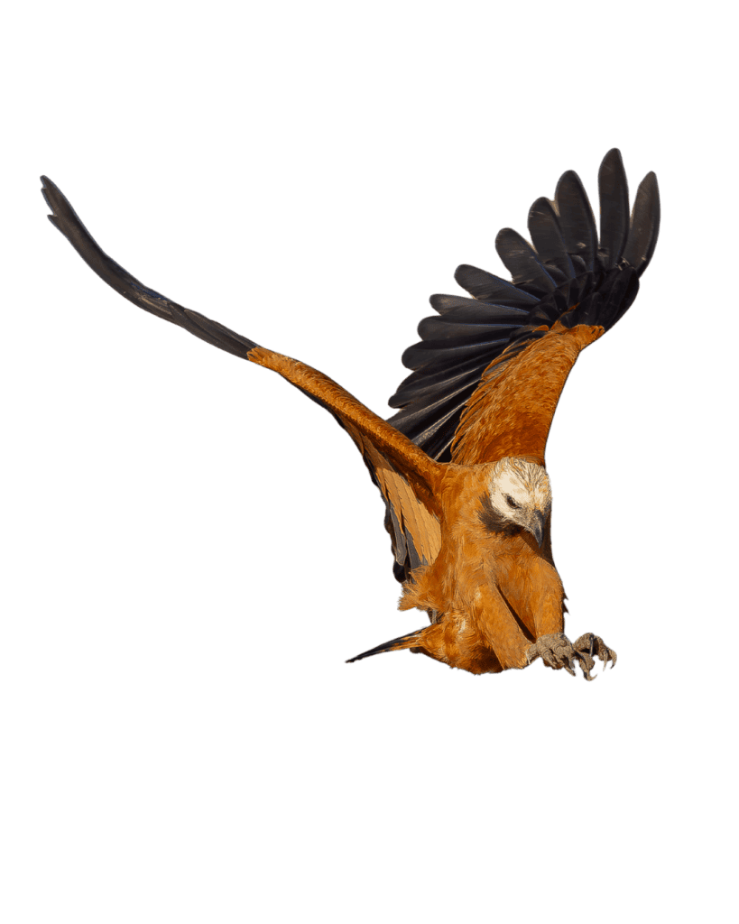 Black-collared Hawk Busarellus nigricollis