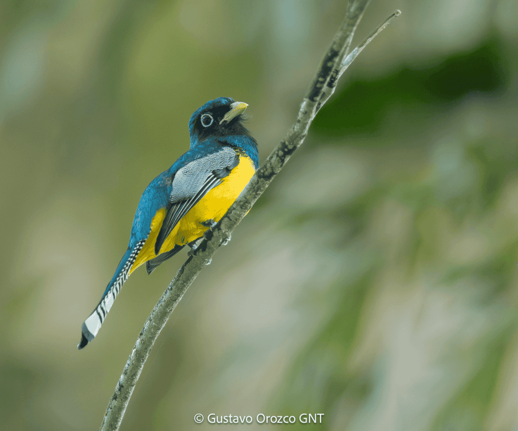 Gartered Violaceous Trogon
Trogon caligatus