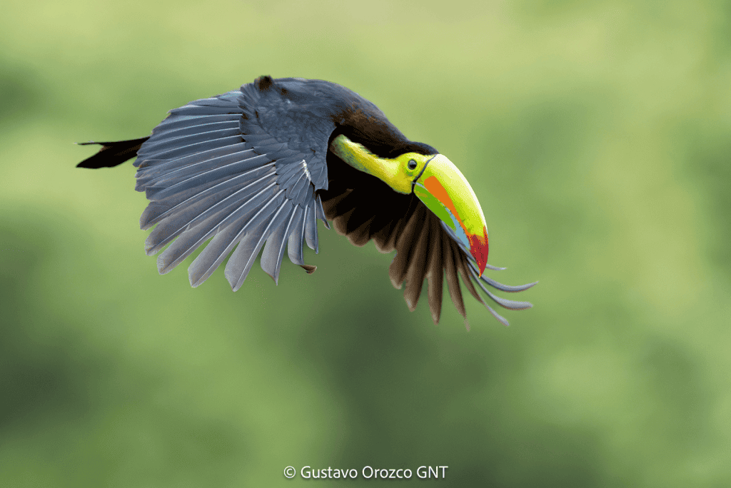 Keel-billed Toucan
Ramphastos sulfuratus