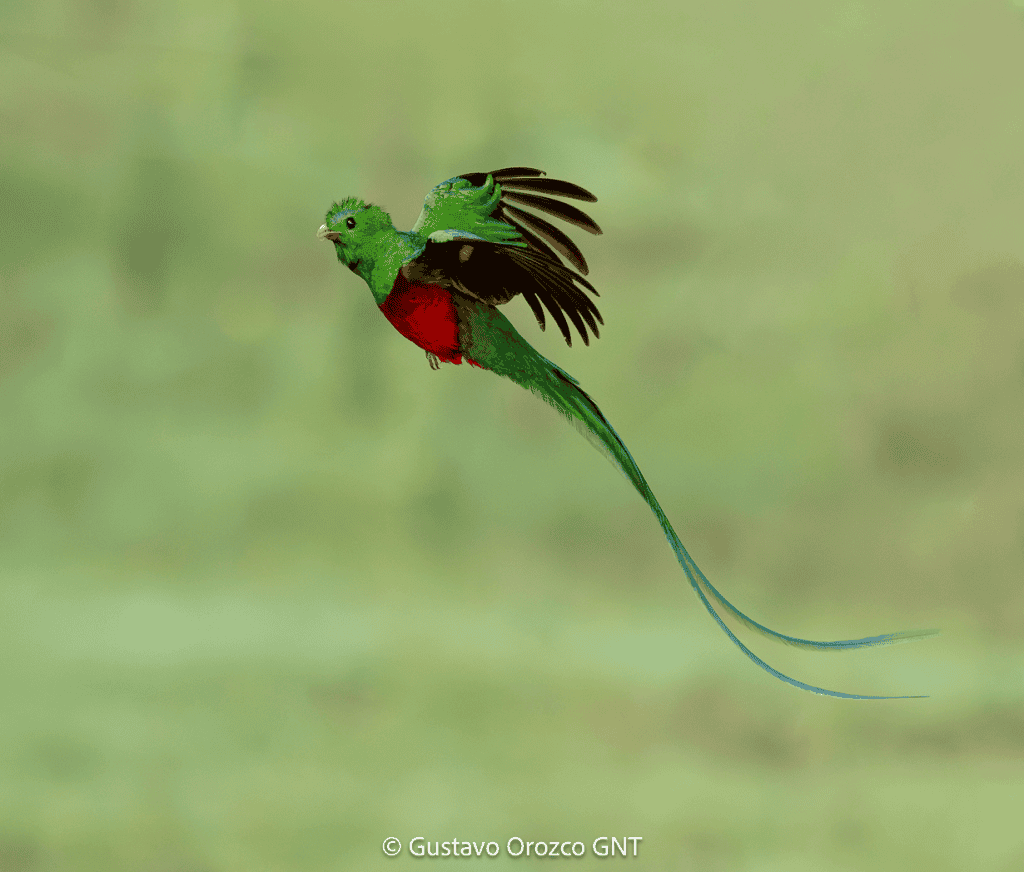 Resplendent Quetzals Although the northern Quetzal subspecies (Pharomachrus mocinno mocinno) is the national bird of Guatemala we’ve been told by birders that they are easier to see and there is a much larger population in Costa Rica because the forests are better protected here.